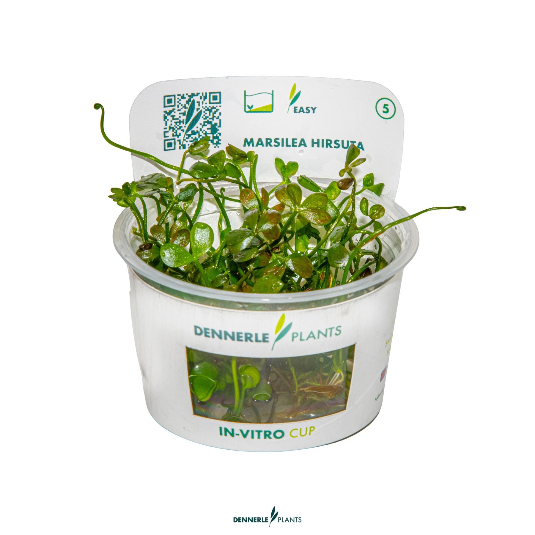 Low-growing aquarium plant for natural foreground - Marsilea hirsuta