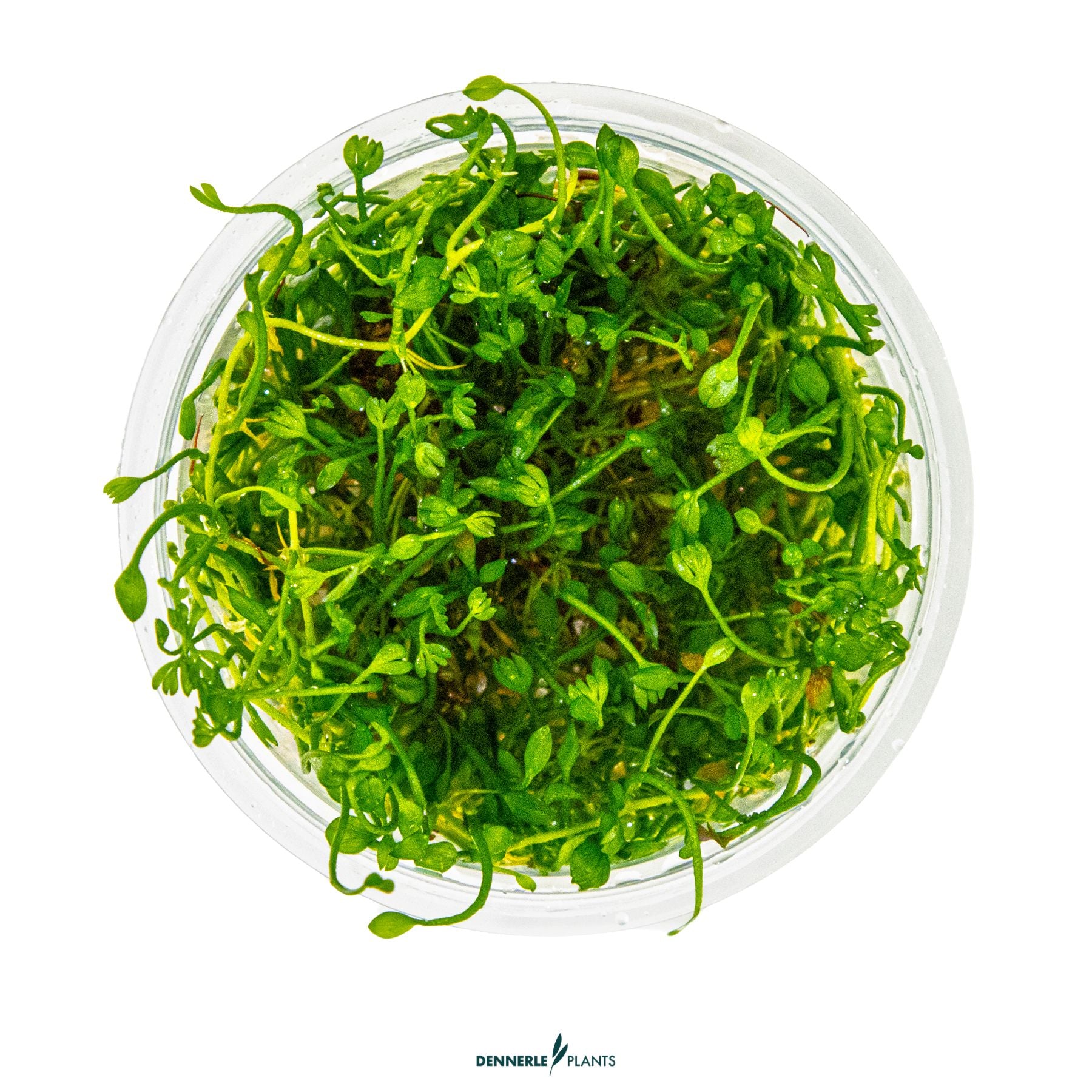 Marsilea minuta - Aquarium carpet plant