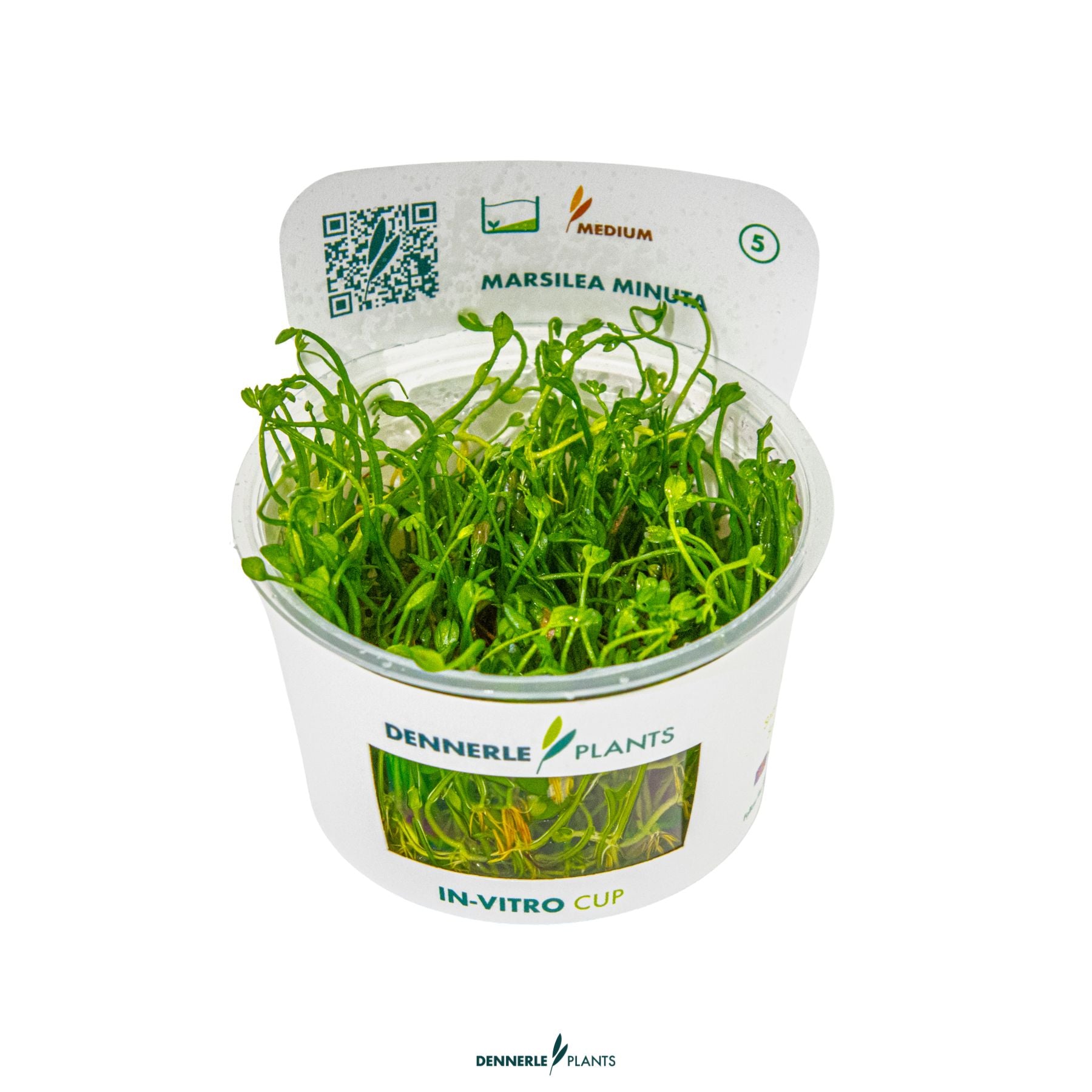 Marsilea minuta - Aquarium carpet plant