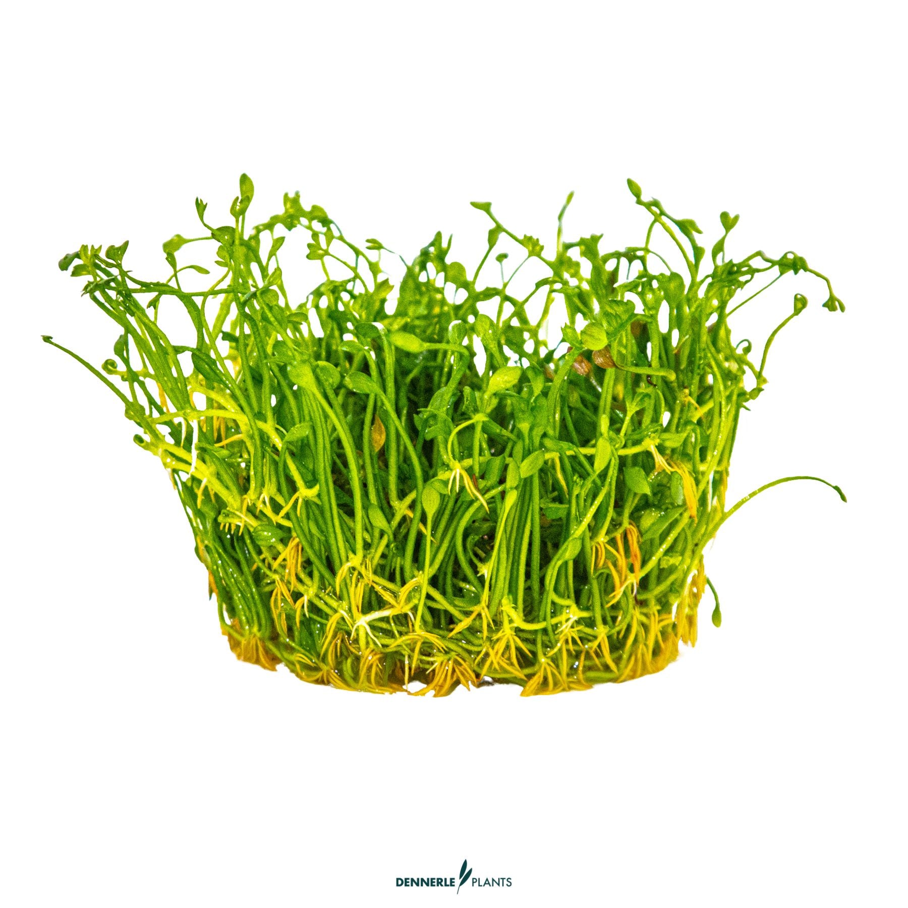 Marsilea minuta