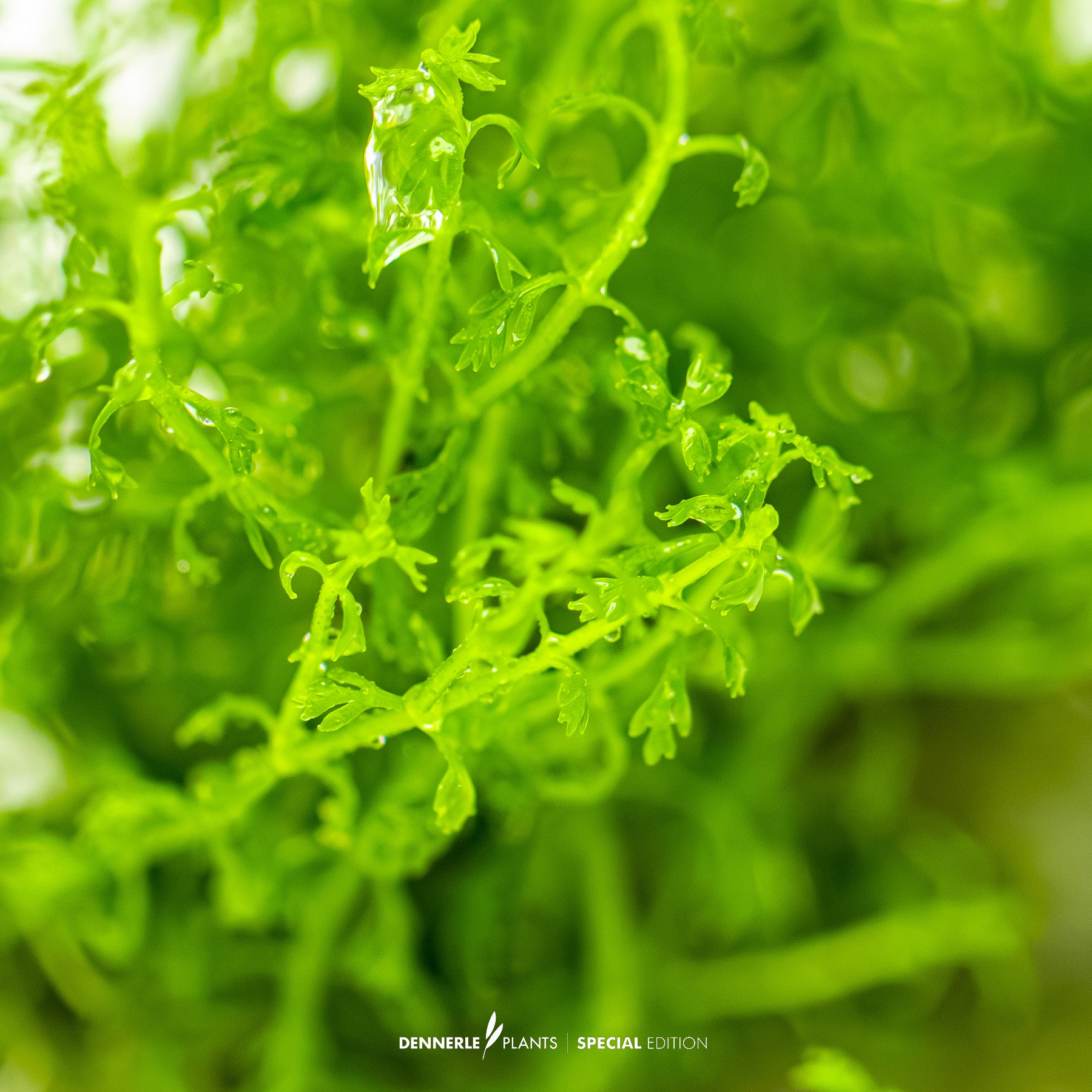 Myriophyllum mattogrossense with fine bright green feather-like leaves as background aquarium plant