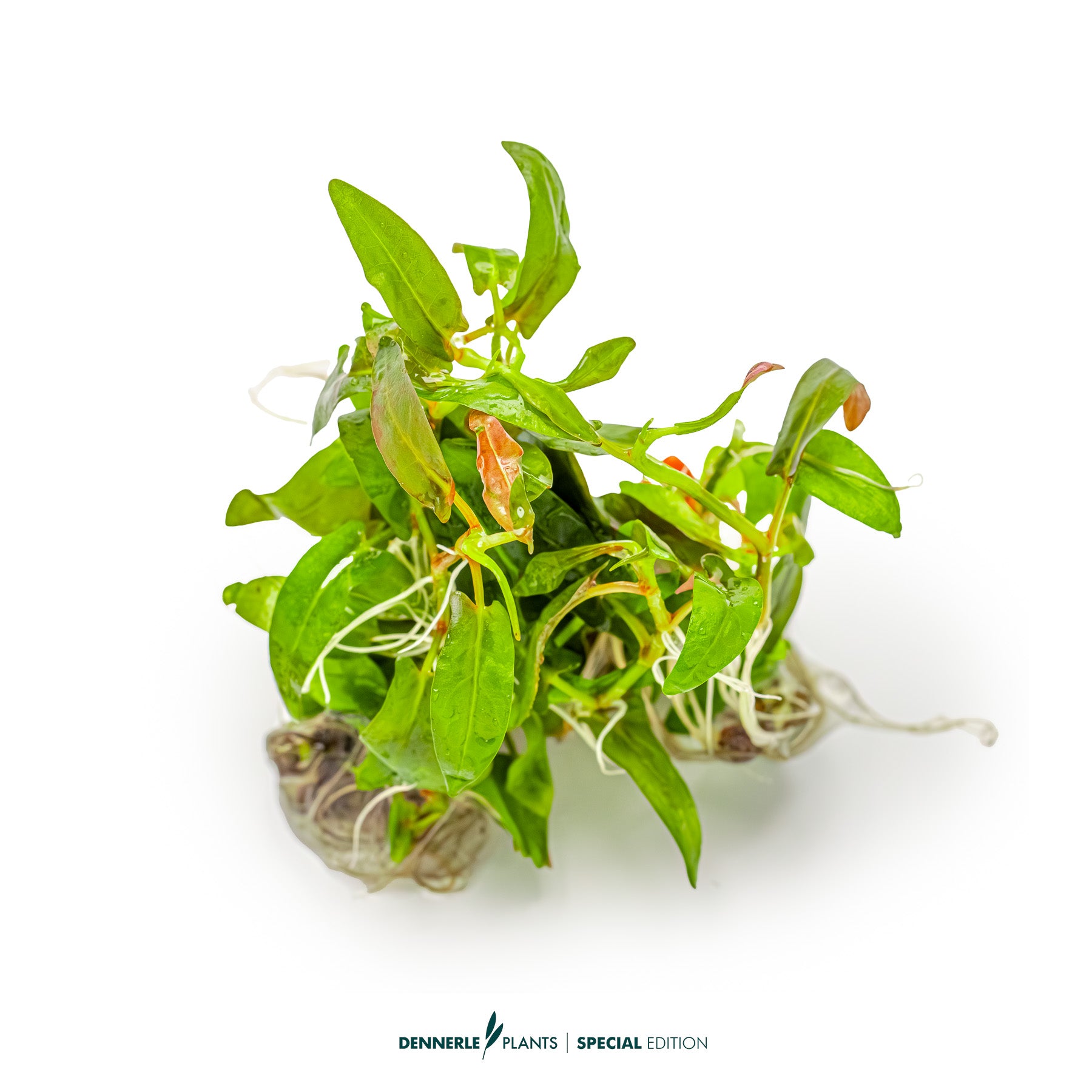 Rare Persicaria Porto Velho aquarium stem plant with reddish-purple foliage