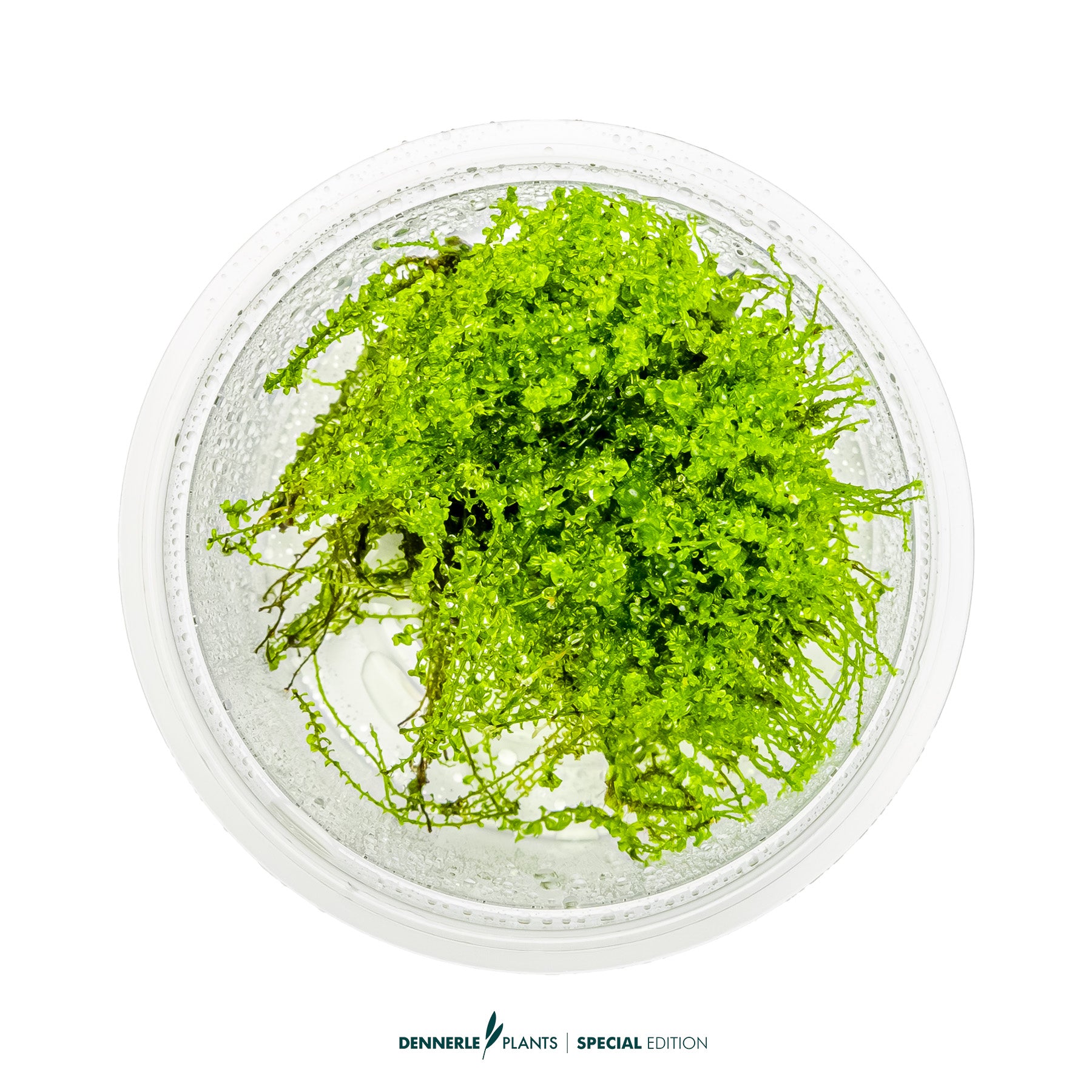 Pearl Moss Plagiomnium cf. affine used as foreground moss carpet in aquascape