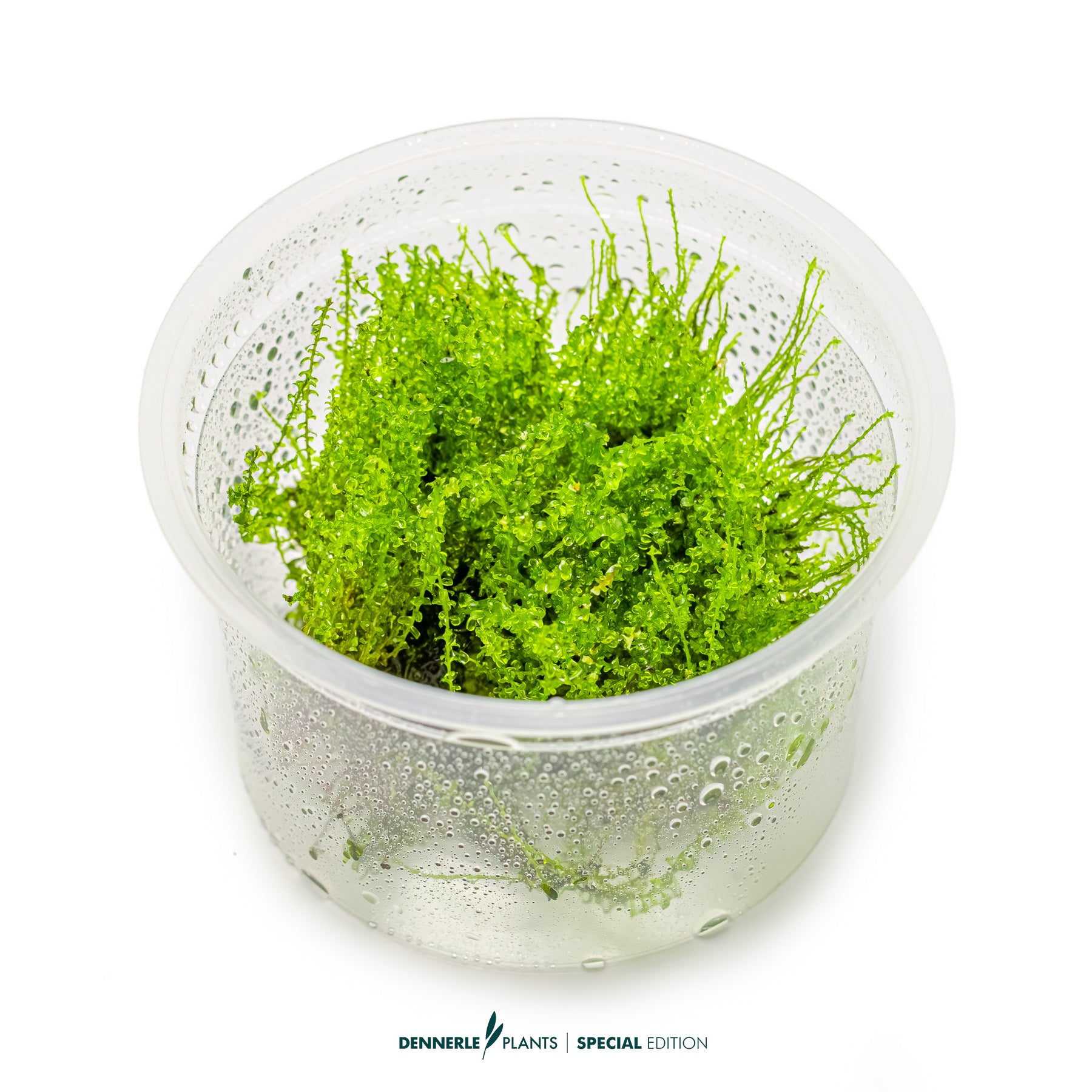 Pearl Moss Plagiomnium cf. affine used as foreground moss carpet in aquascape
