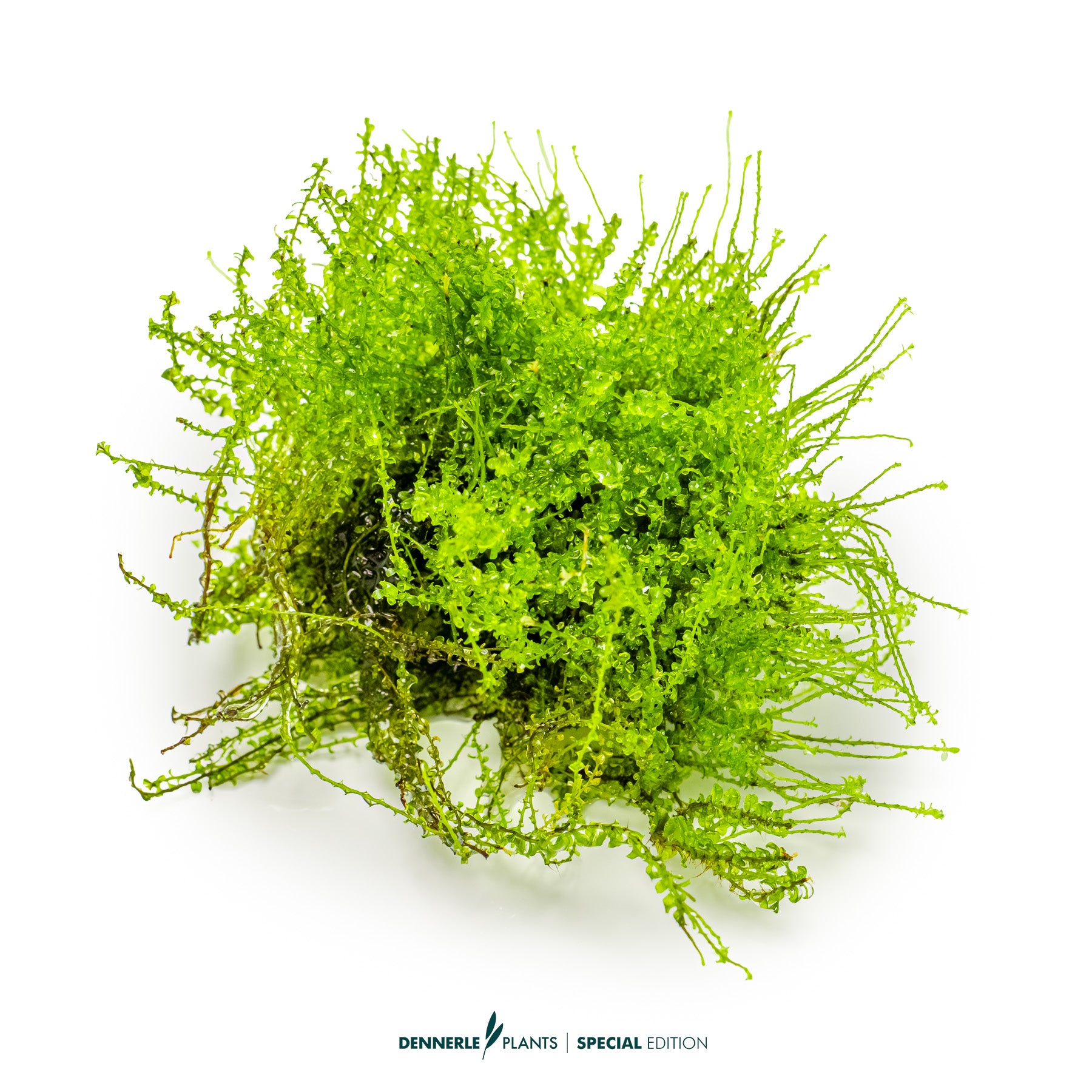 Pearl Moss Plagiomnium cf. affine used as foreground moss carpet in aquascape