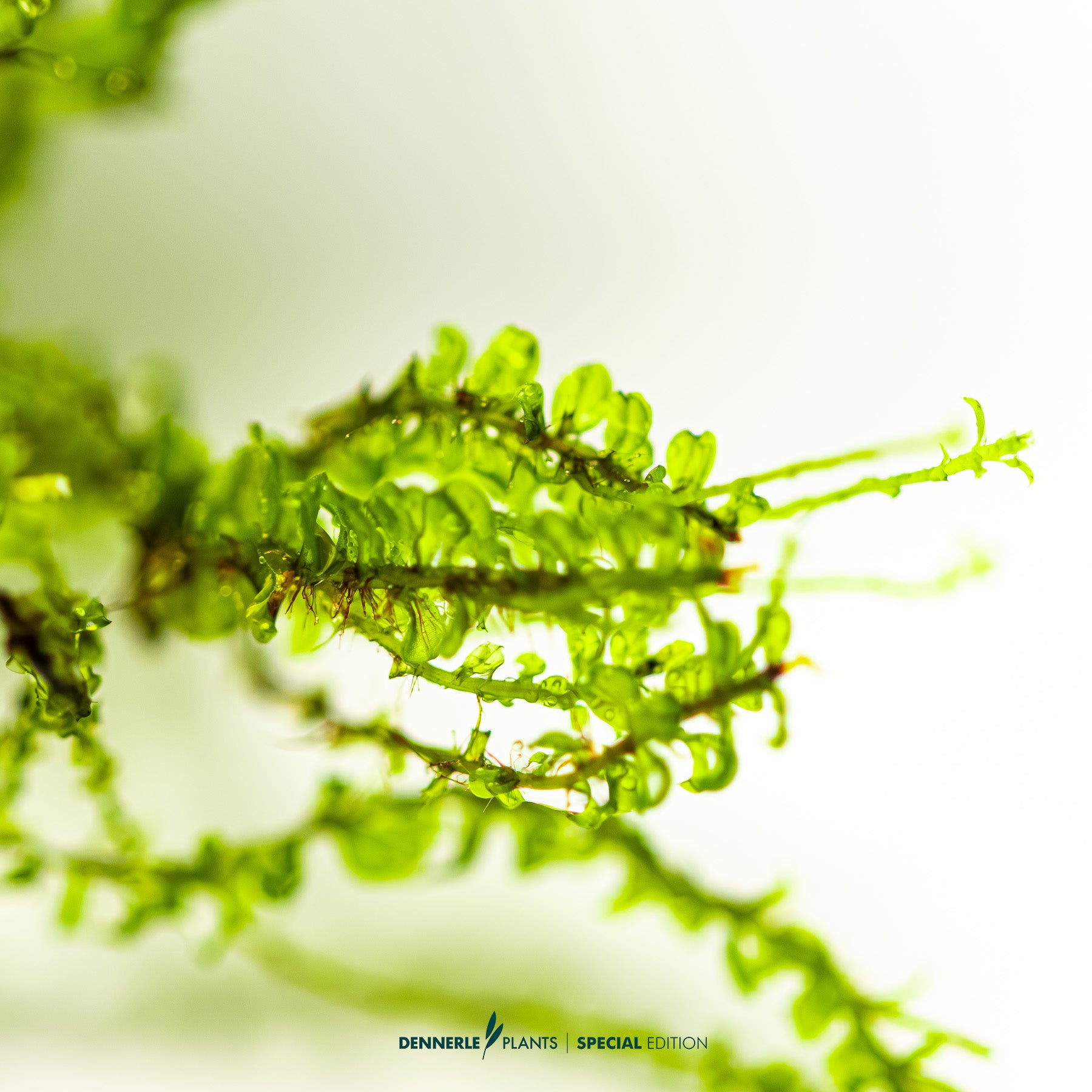 Pearl Moss Plagiomnium cf. affine used as foreground moss carpet in aquascape