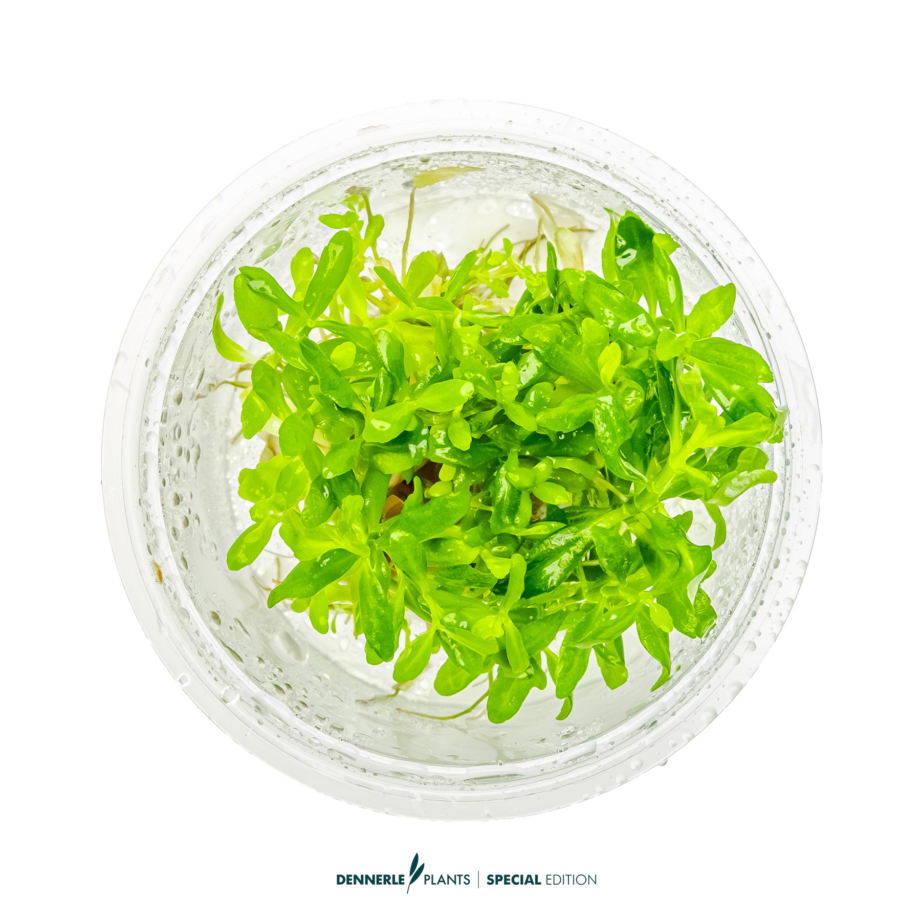 Pogostemon sampsonii with bright green lanceolate leaves as upright midground aquarium plant