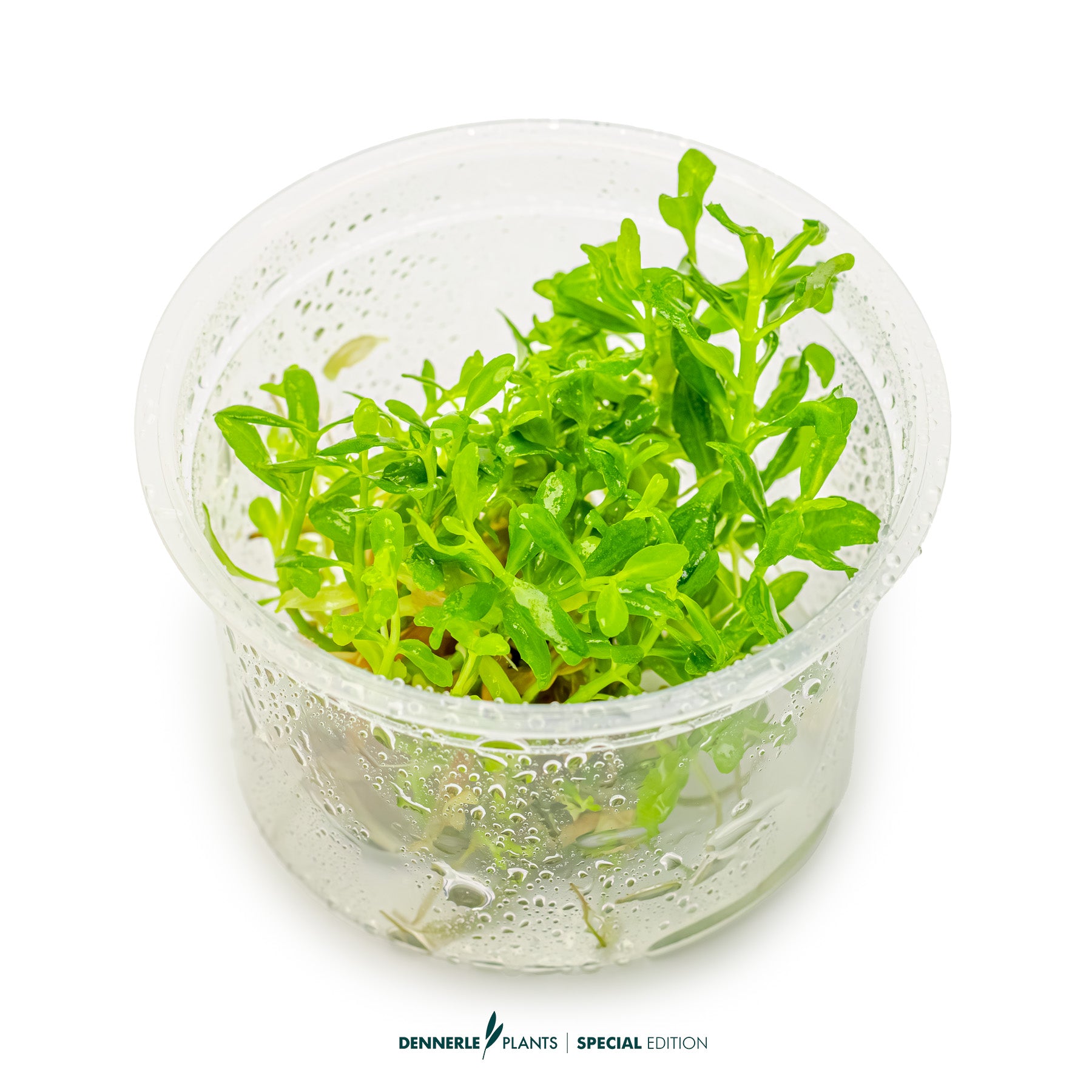 Pogostemon sampsonii with bright green lanceolate leaves as upright midground aquarium plant