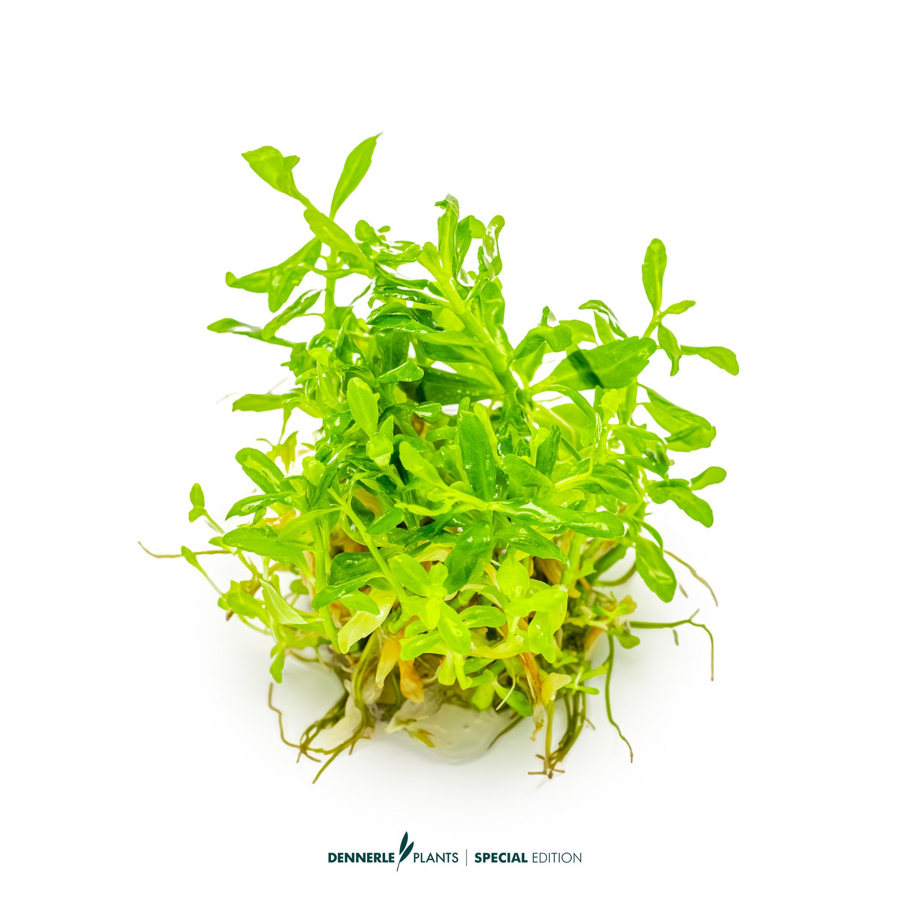 Pogostemon sampsonii with bright green lanceolate leaves as upright midground aquarium plant