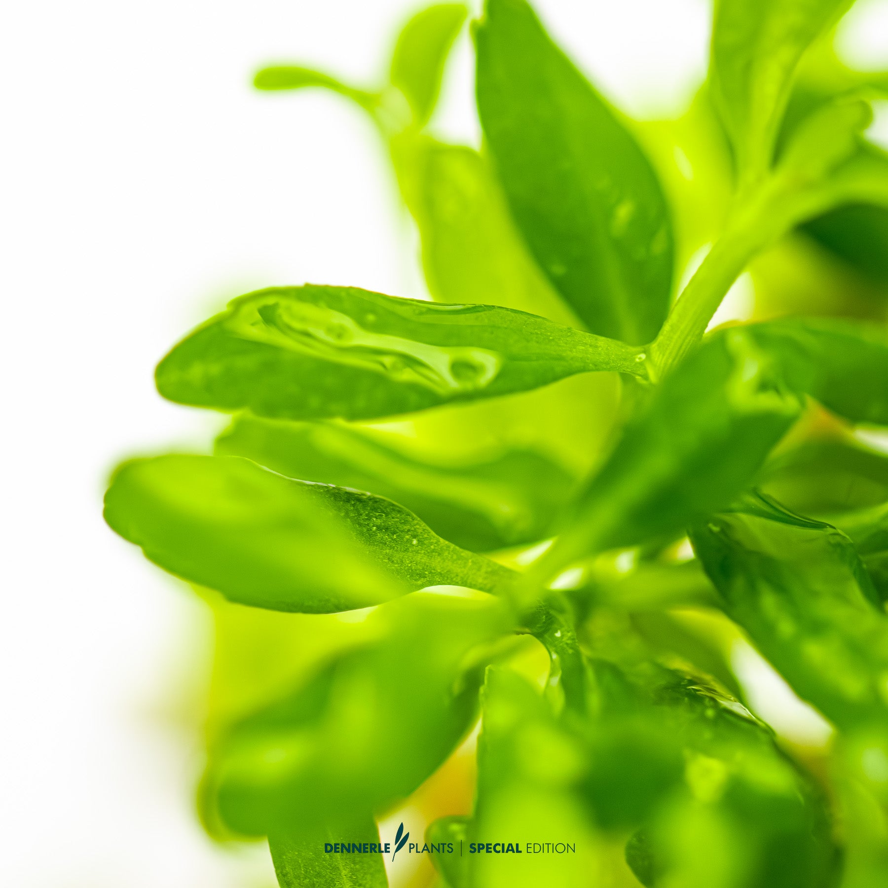 Pogostemon sampsonii with bright green lanceolate leaves as upright midground aquarium plant