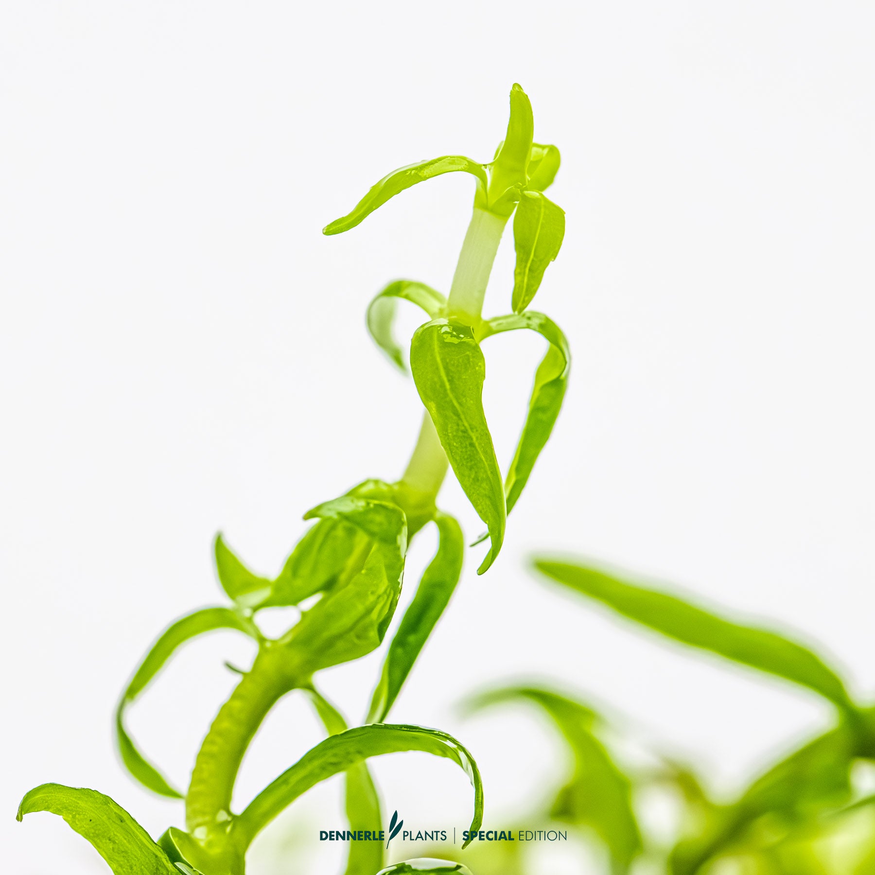 Pogostemon yatabeanus
