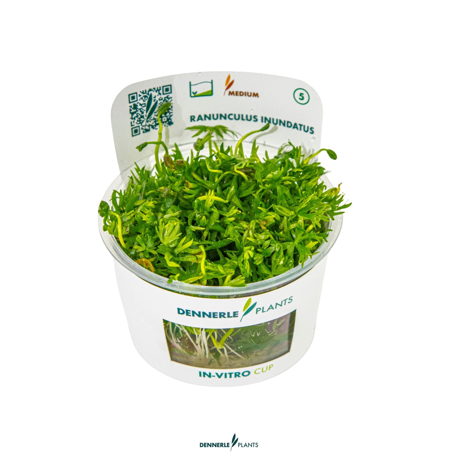 Creeping aquarium plant - Ranunculus inundatus