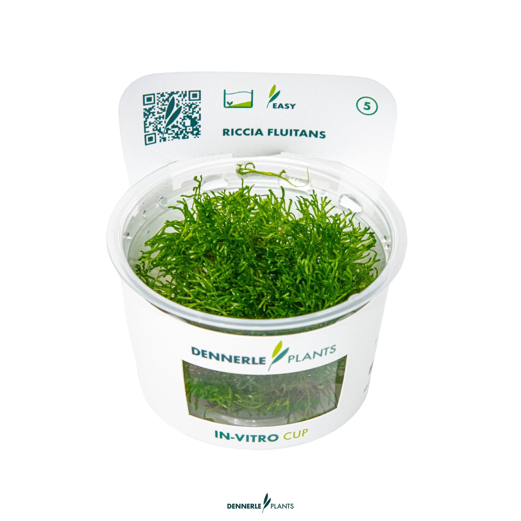 Riccia fluitans – Floating Moss & Aquascaping Carpet Plant