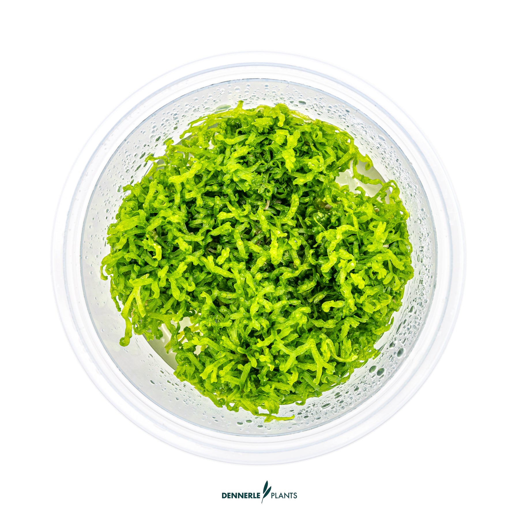 Top down view of Riccia fluitans