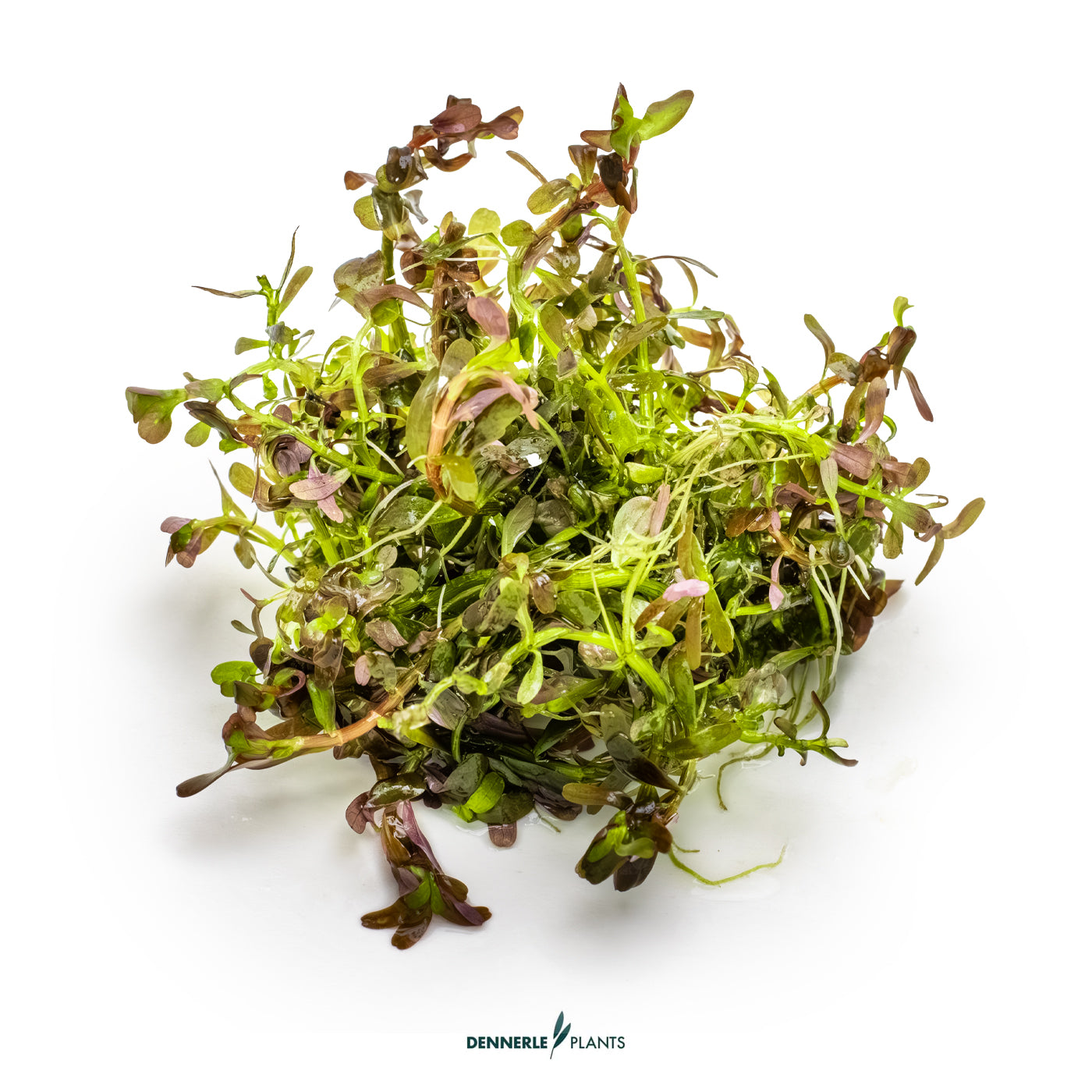 Rotala Rotundifolia 'Blood red'