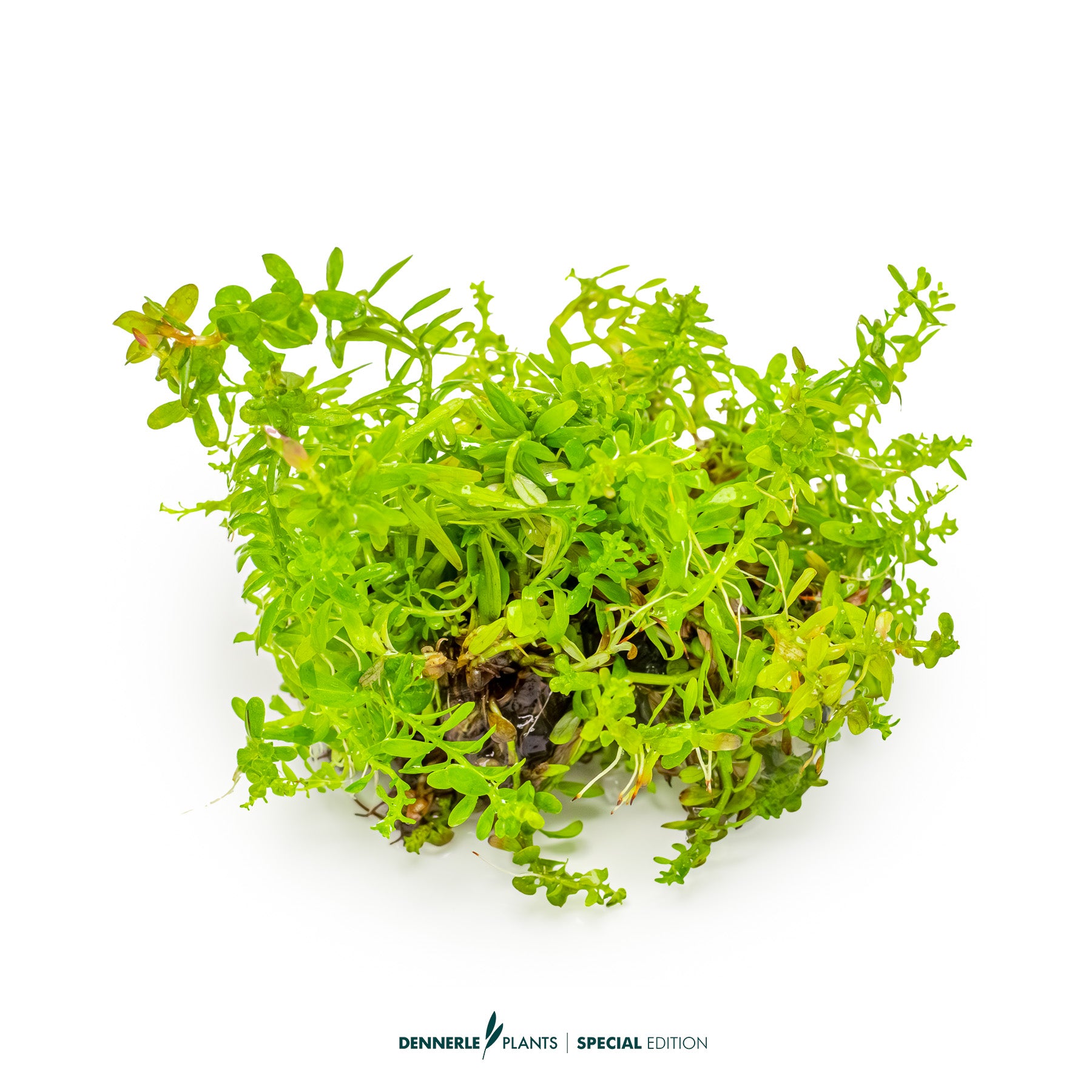 Bright orange-red Rotala Gia Lai aquarium stem plant for midground or background