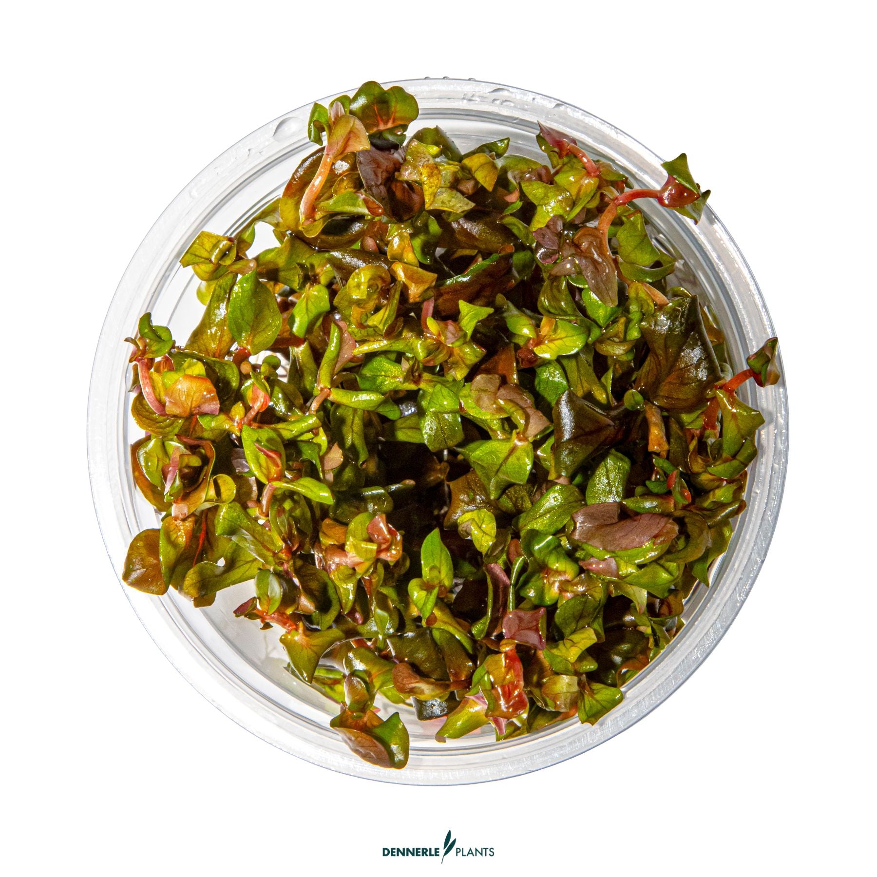 Rotala macrandra