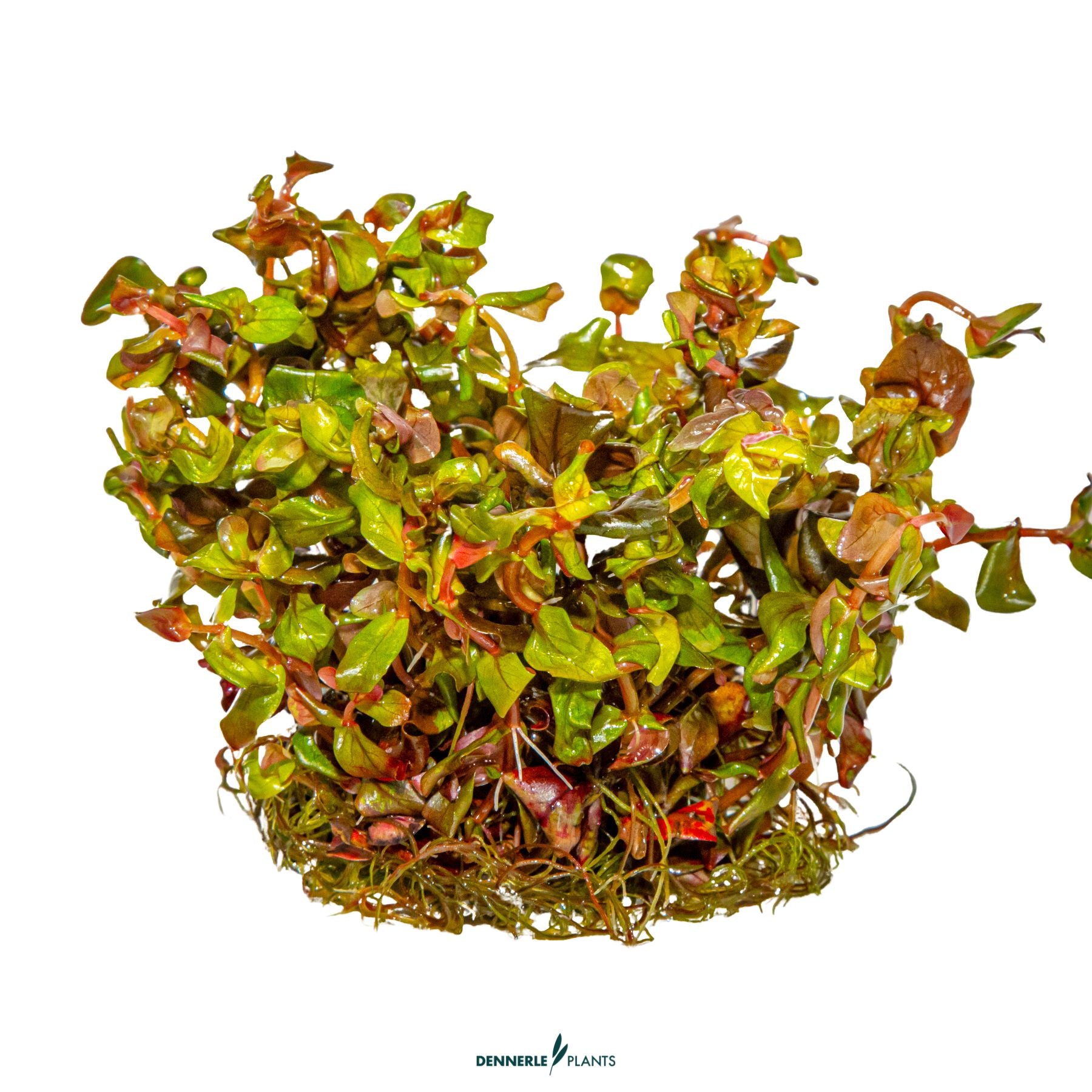 Rotala macrandra