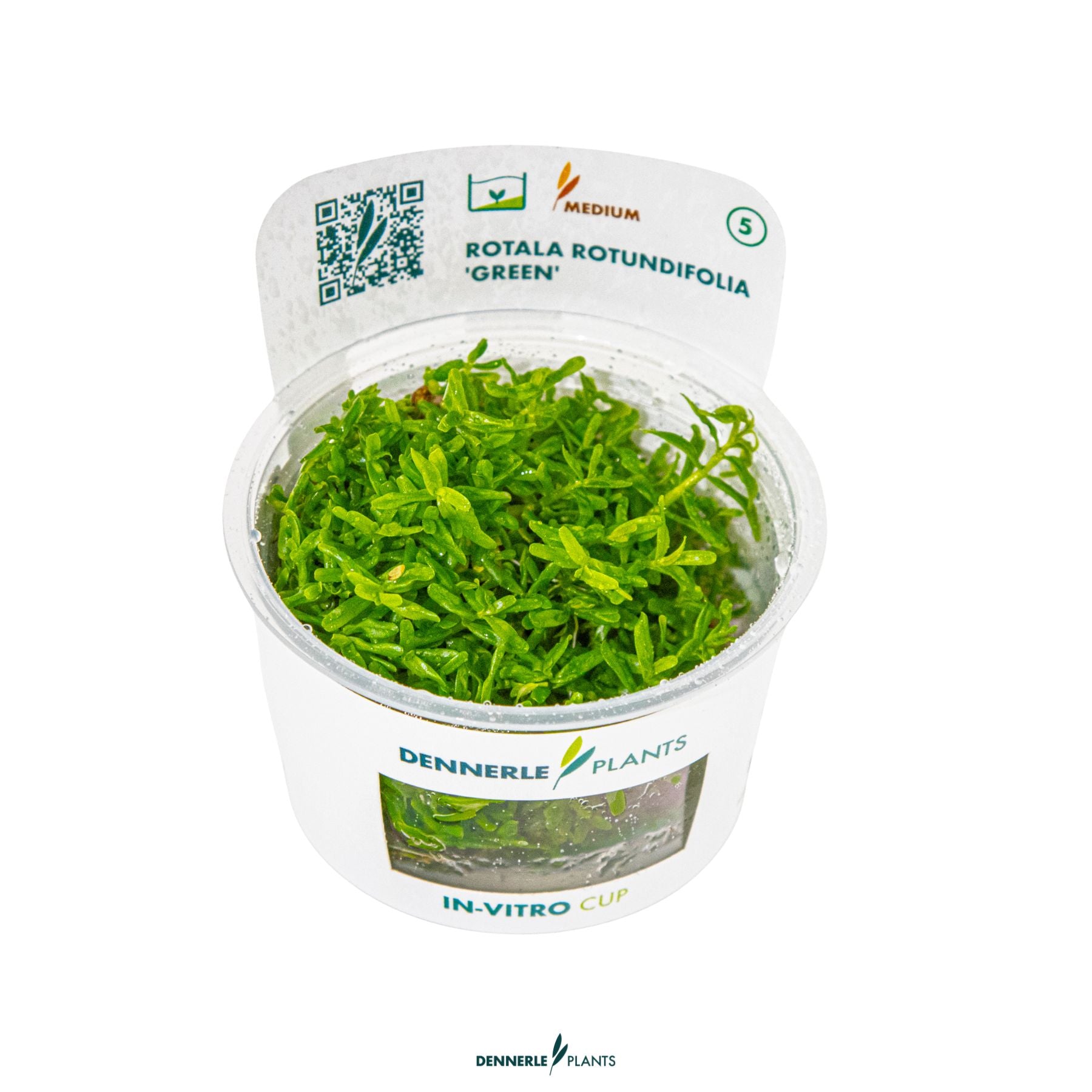 Bright green stem plant with fine leaves – Rotala Green