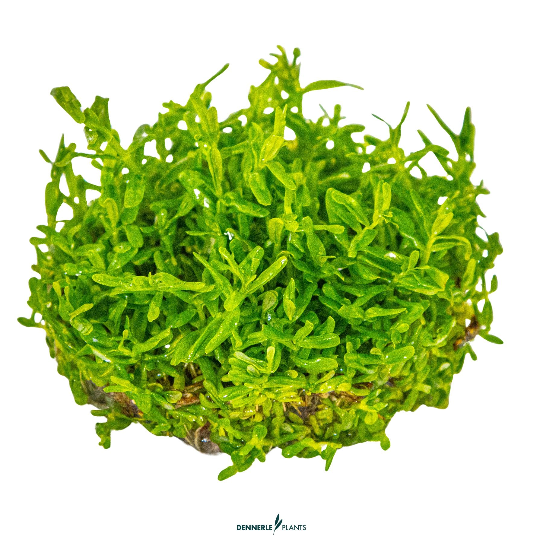 Bright green stem plant with fine leaves – Rotala Green