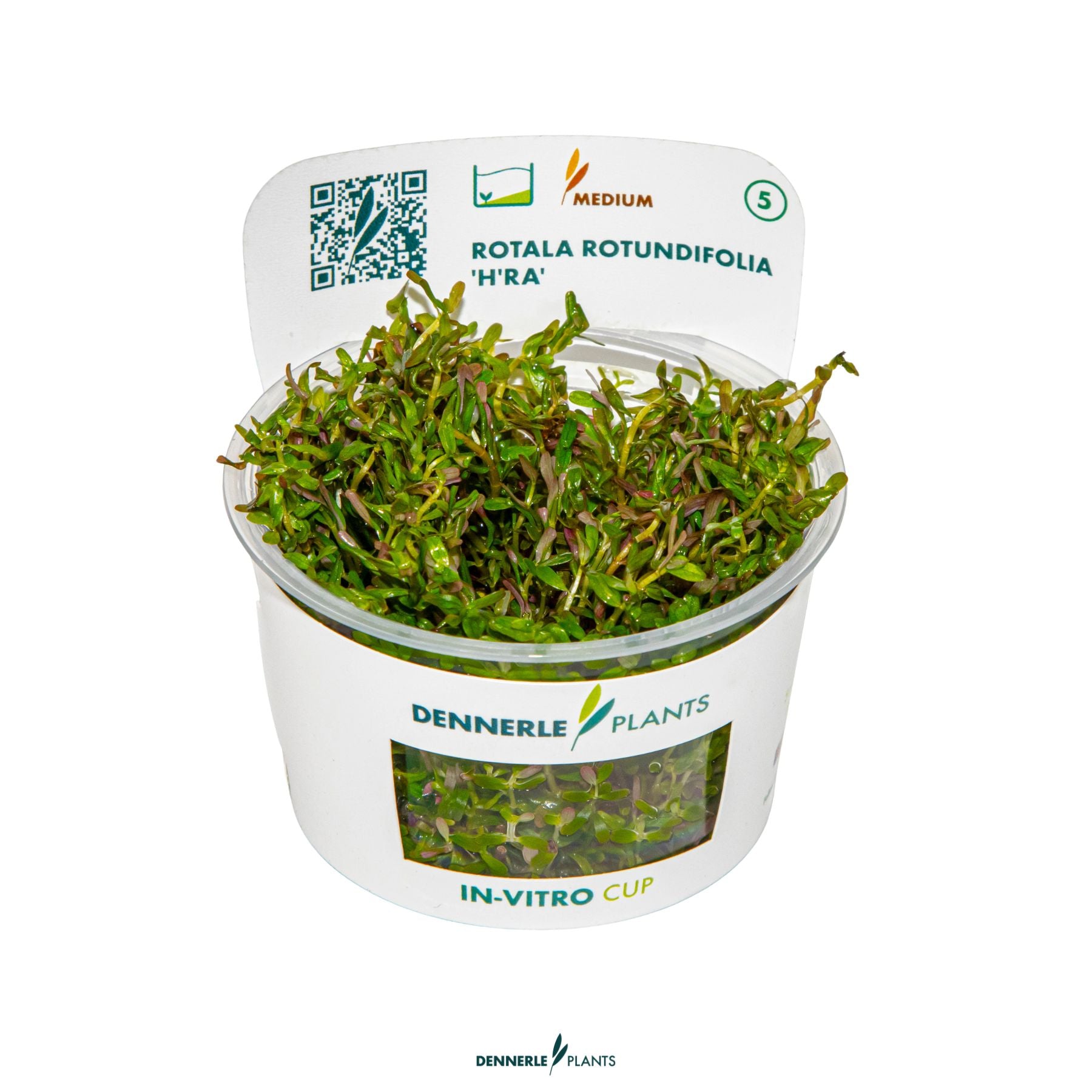 Rotala rotundifolia 'H'ra'