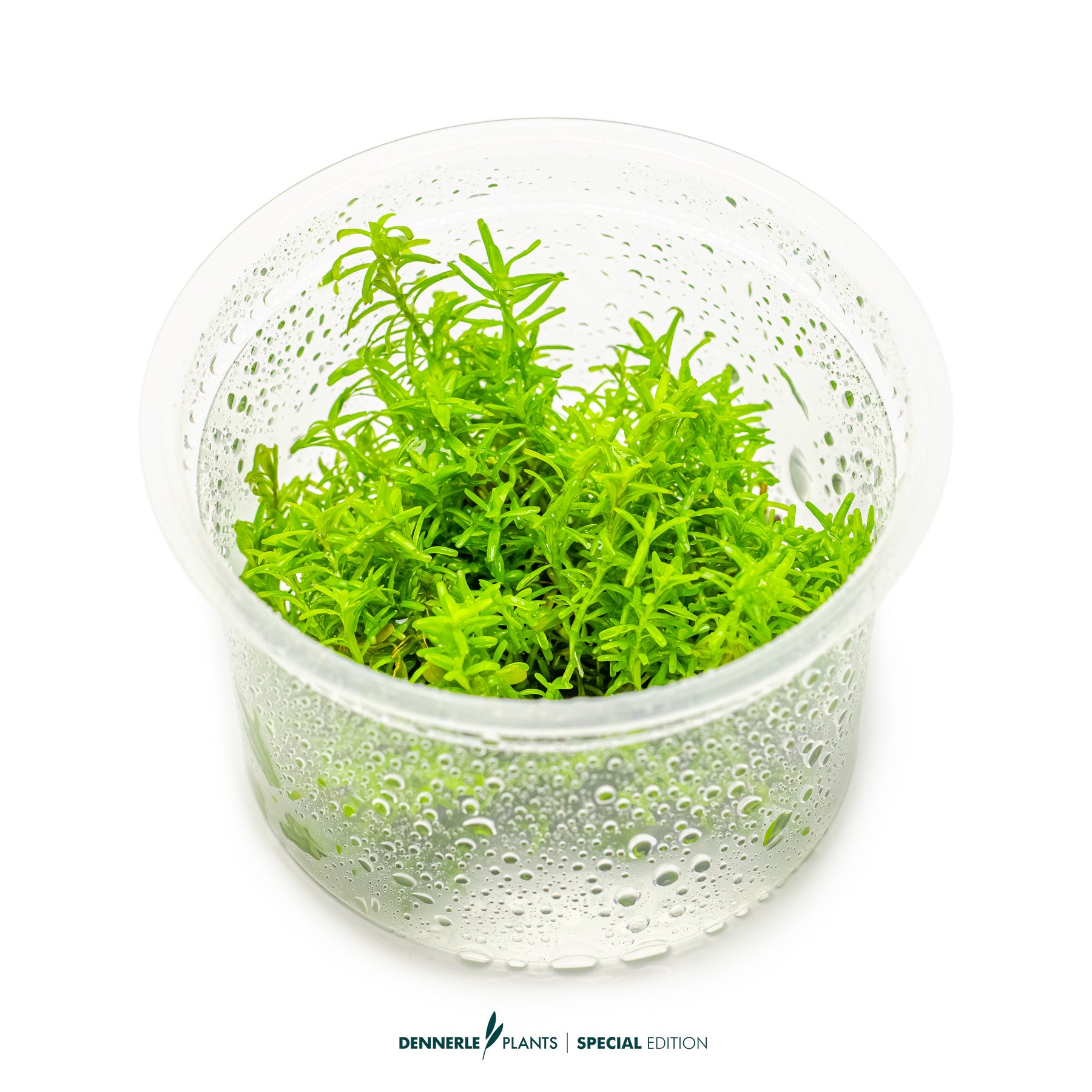 Rotala rotundifolia Periya with slender pink-red leaves as midground aquarium plant