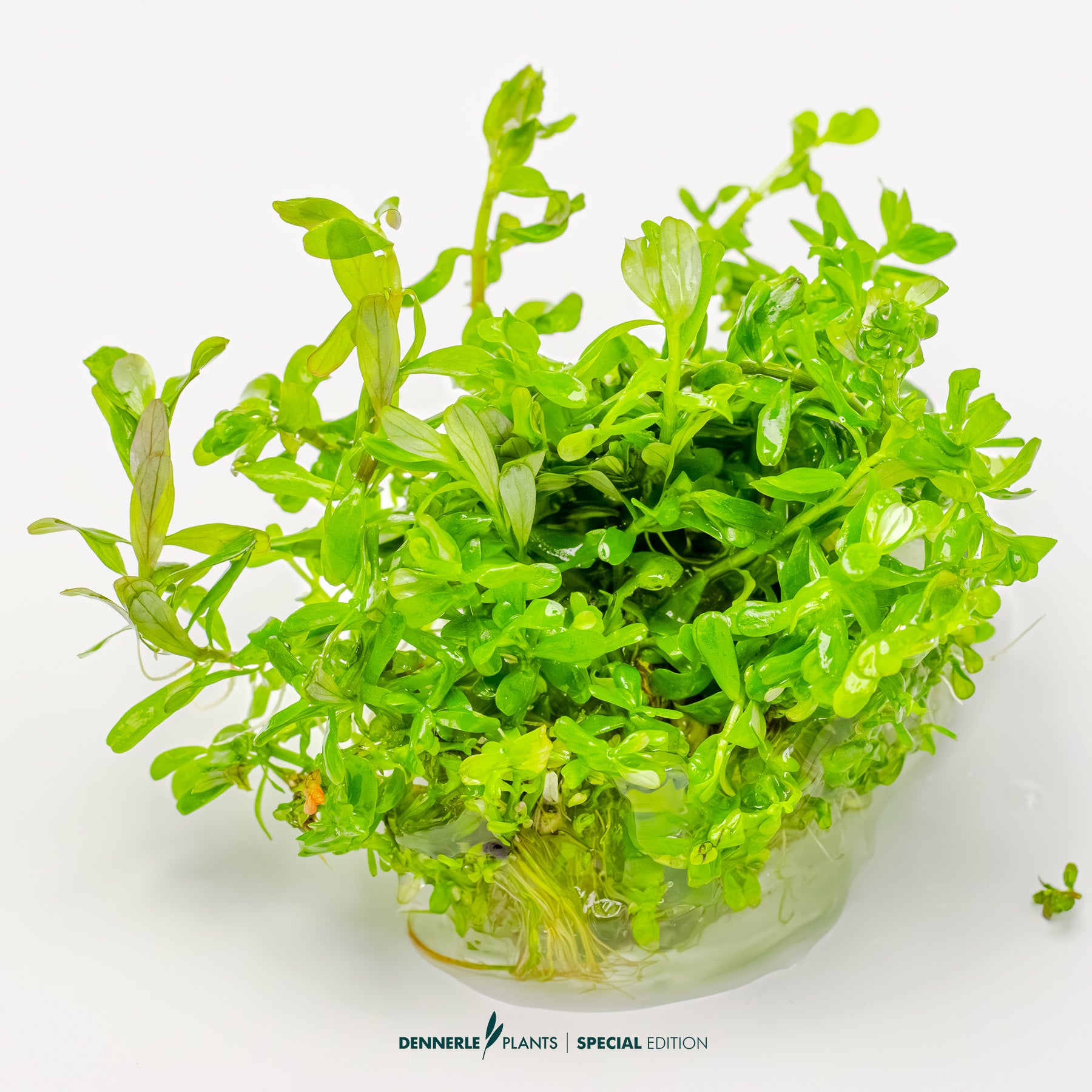 Bright orange-red Rotala Shimoga aquarium stem plant for CO₂ aquascapes