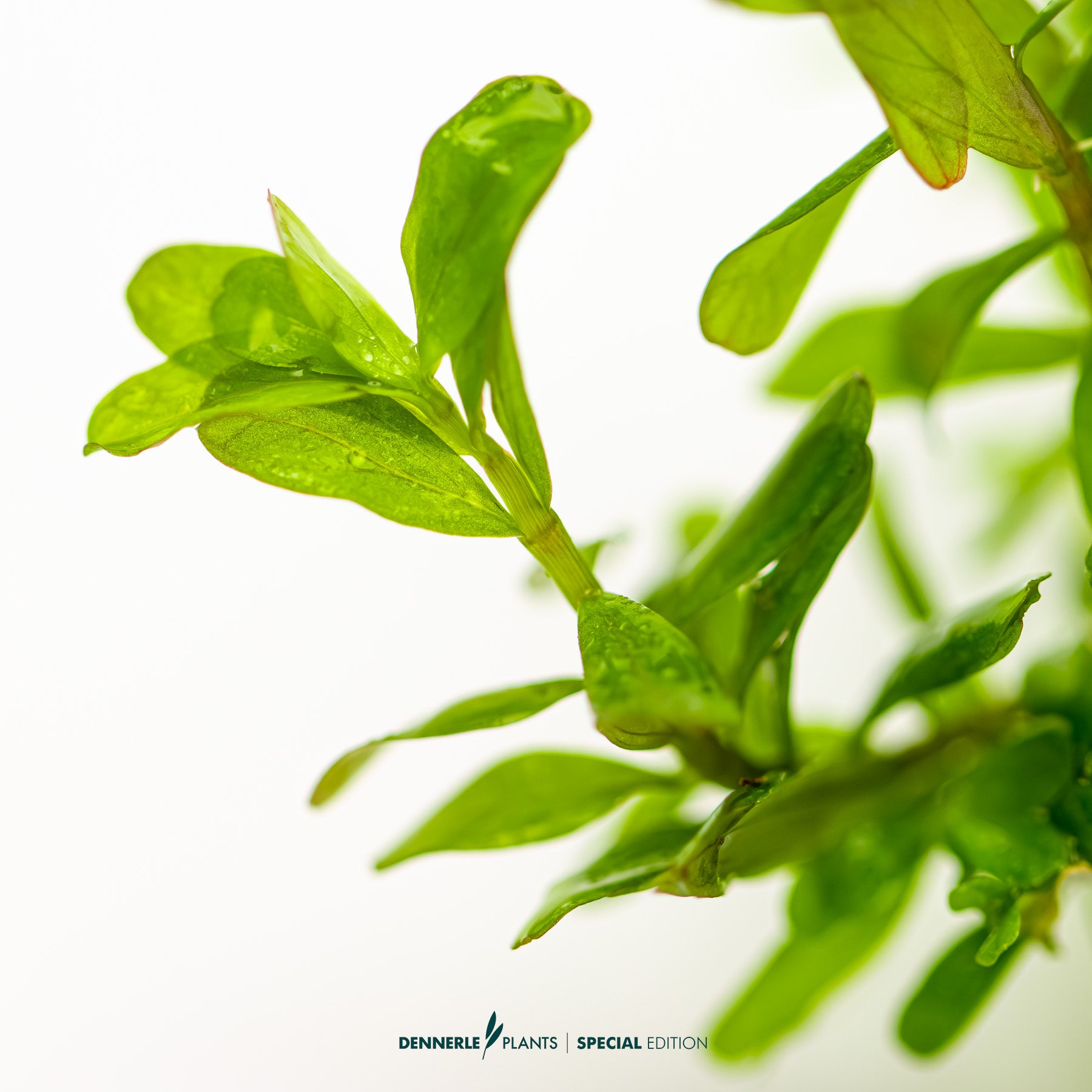 Bright orange-red Rotala Shimoga aquarium stem plant for CO₂ aquascapes