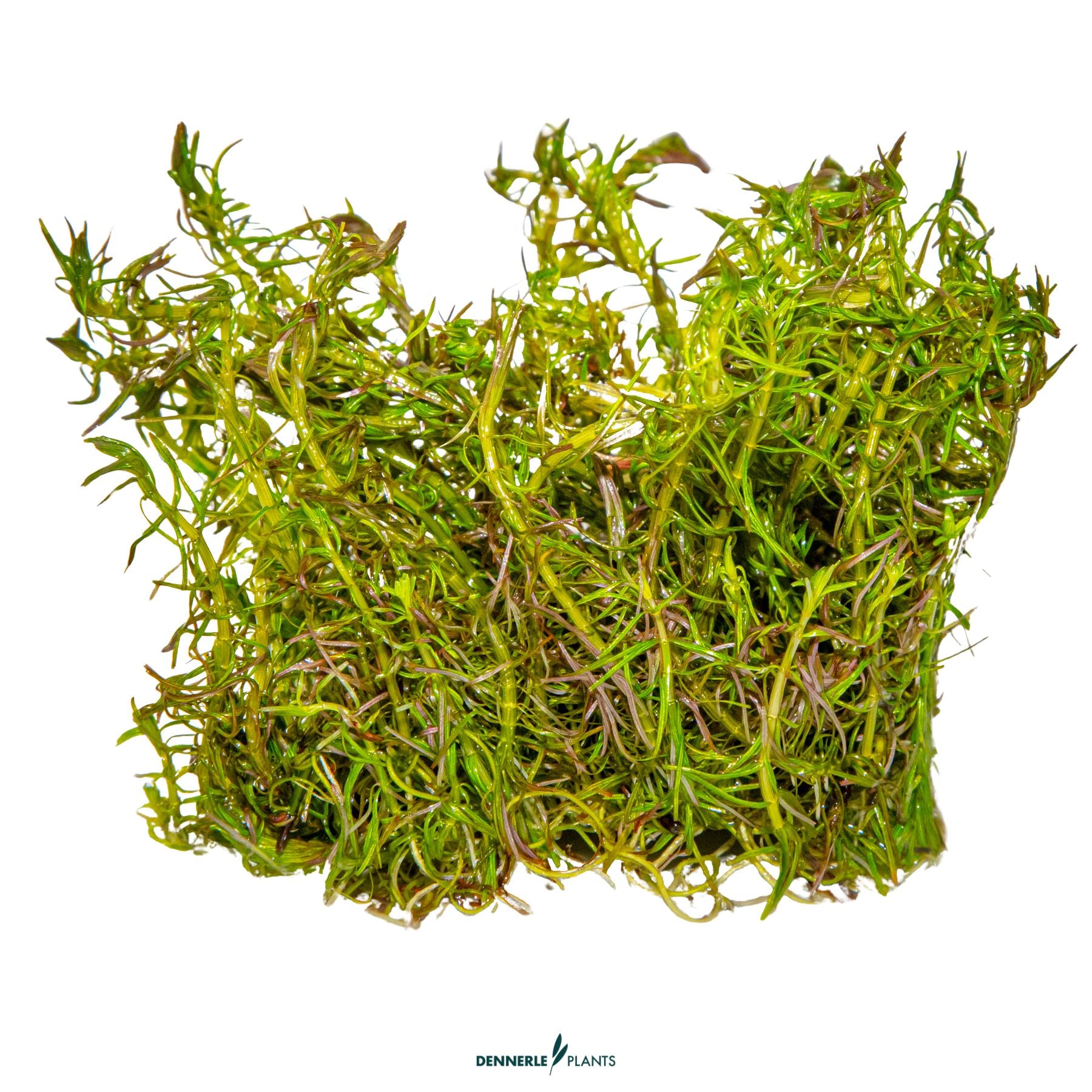 Rotala wallichii