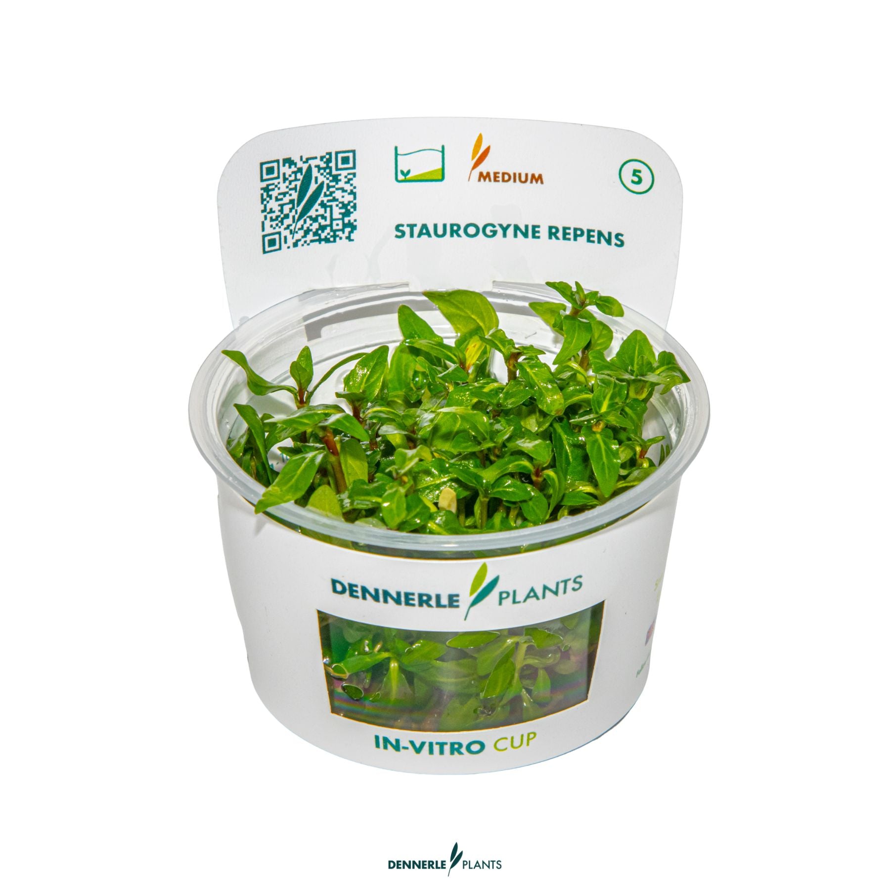 Compact green aquarium plant for low-tech tanks - Staurogyne repens