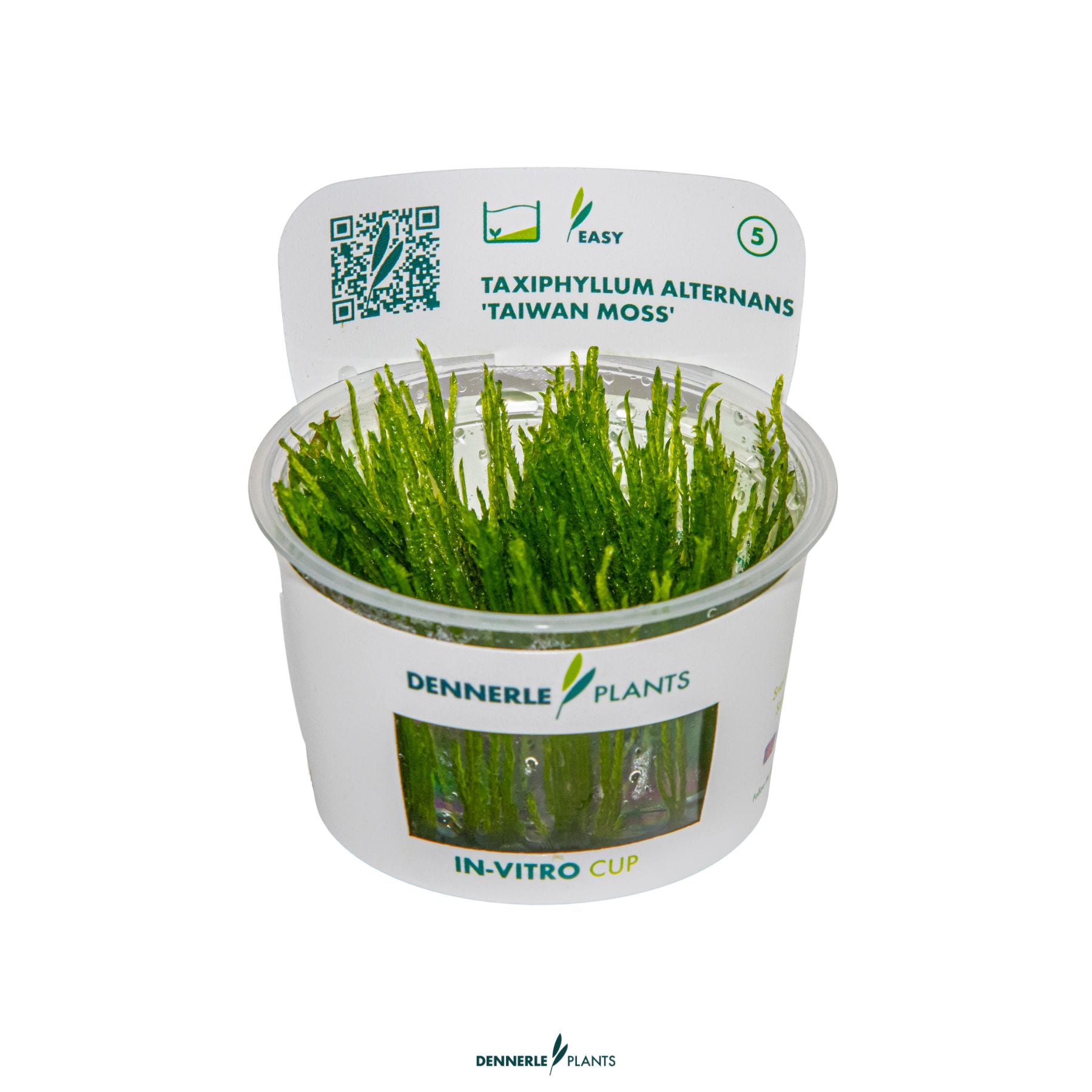 Taxiphyllum alternans 'Taiwan' moss