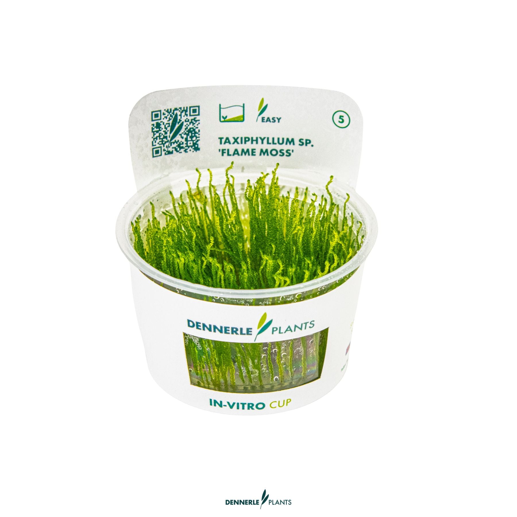 Taxiphyllum flame moss