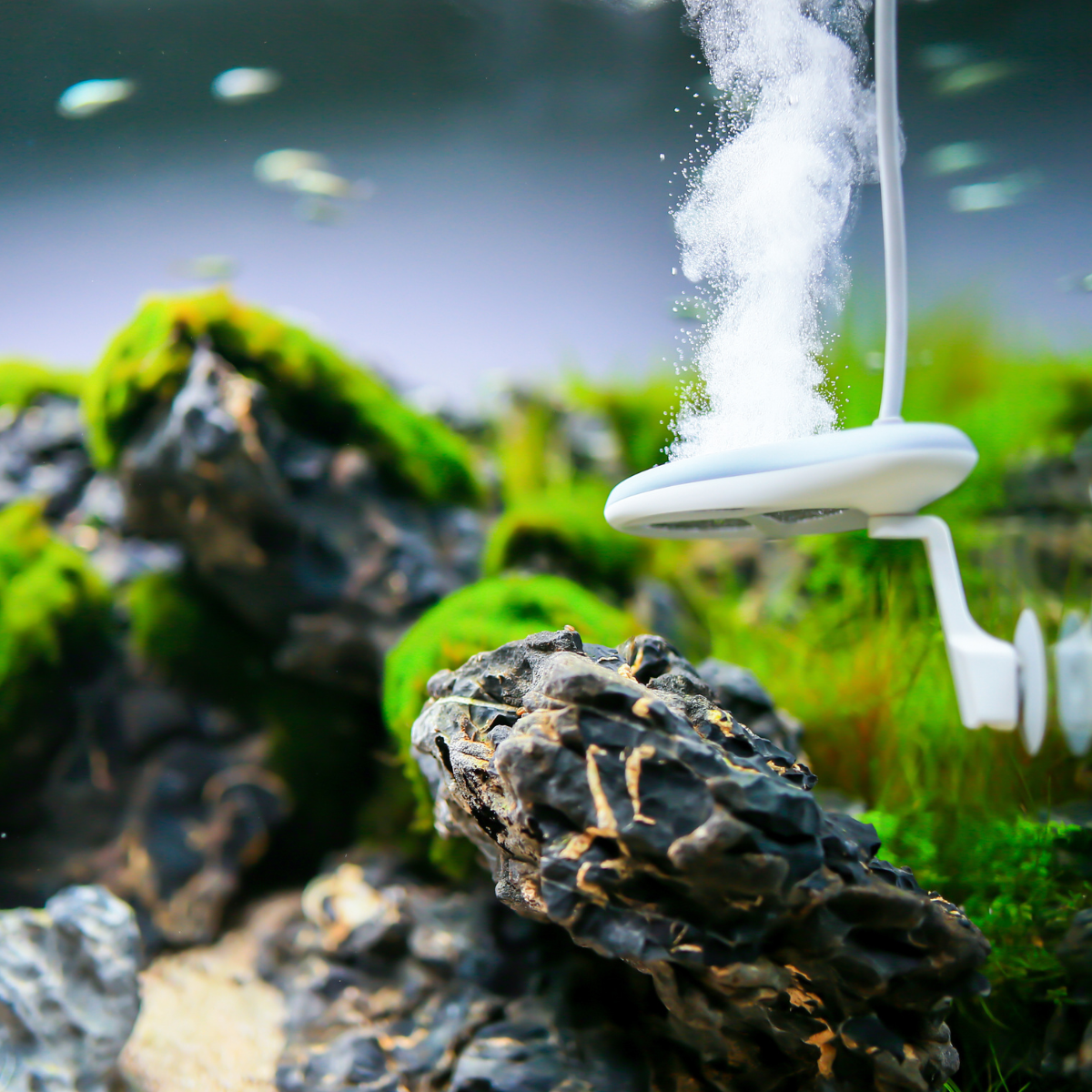 Twinstar Reactor M9 installed in large planted aquarium for algae control