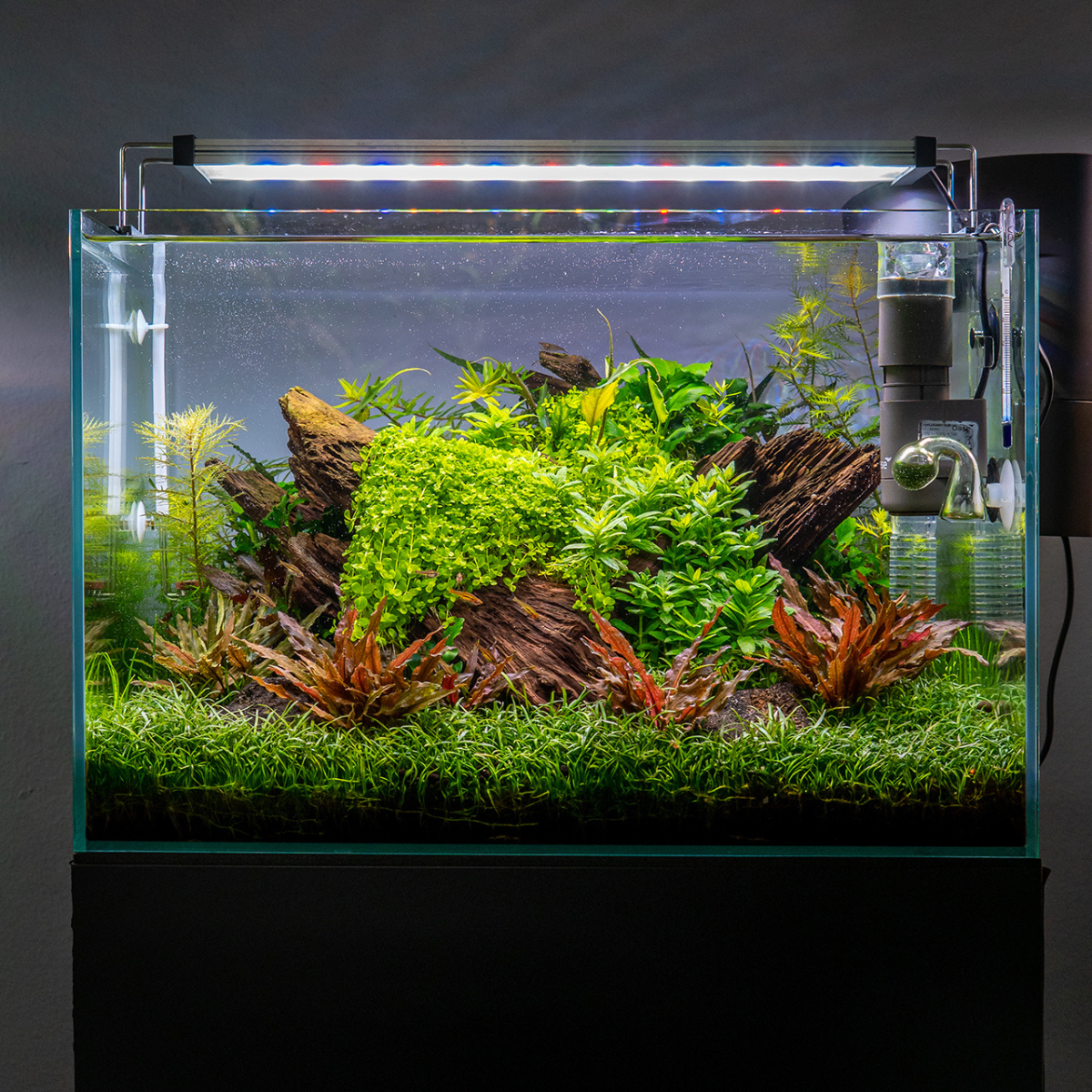 Twinstar BâLine II illuminating aquarium with soft, natural light