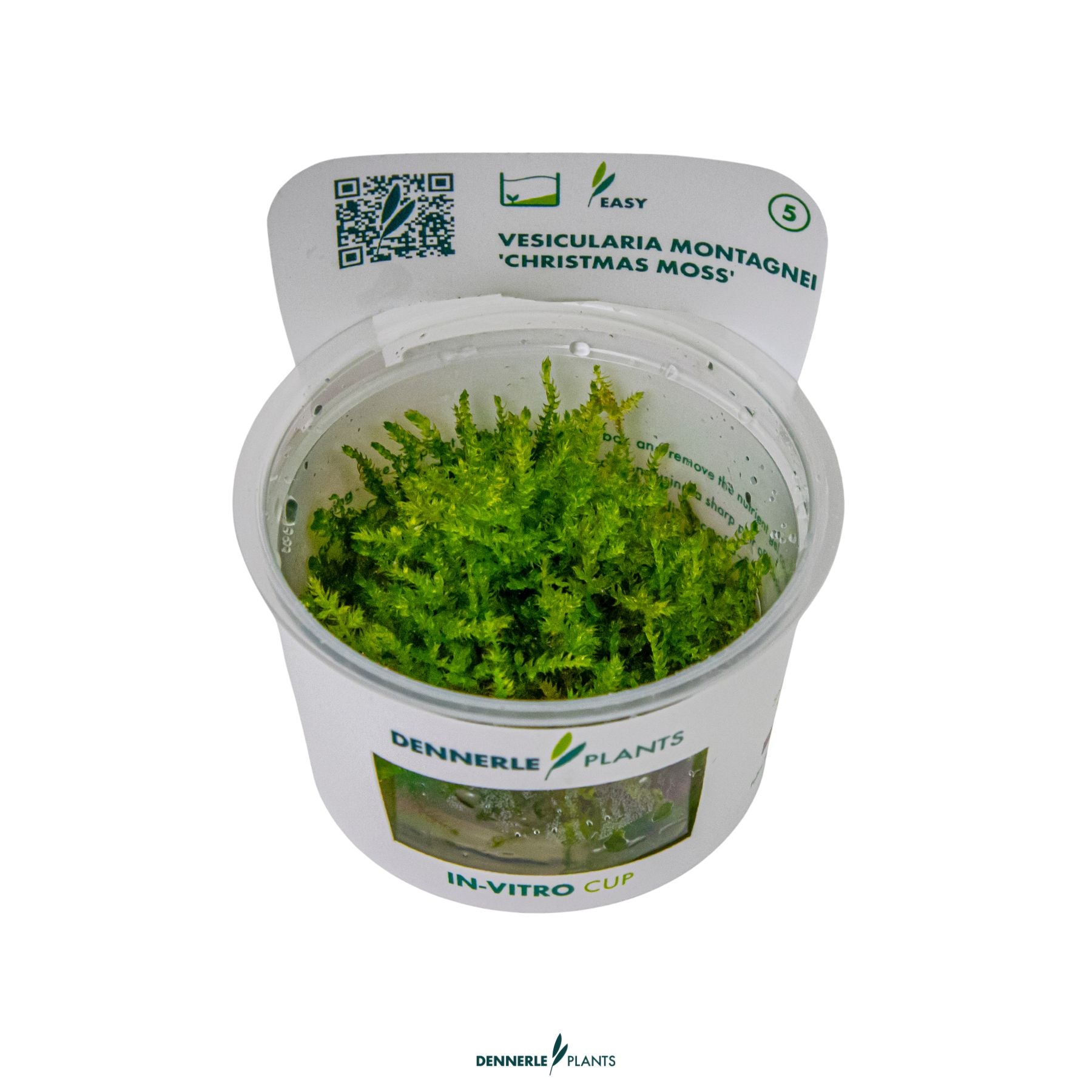 Christmas moss Vesicularia montagnei