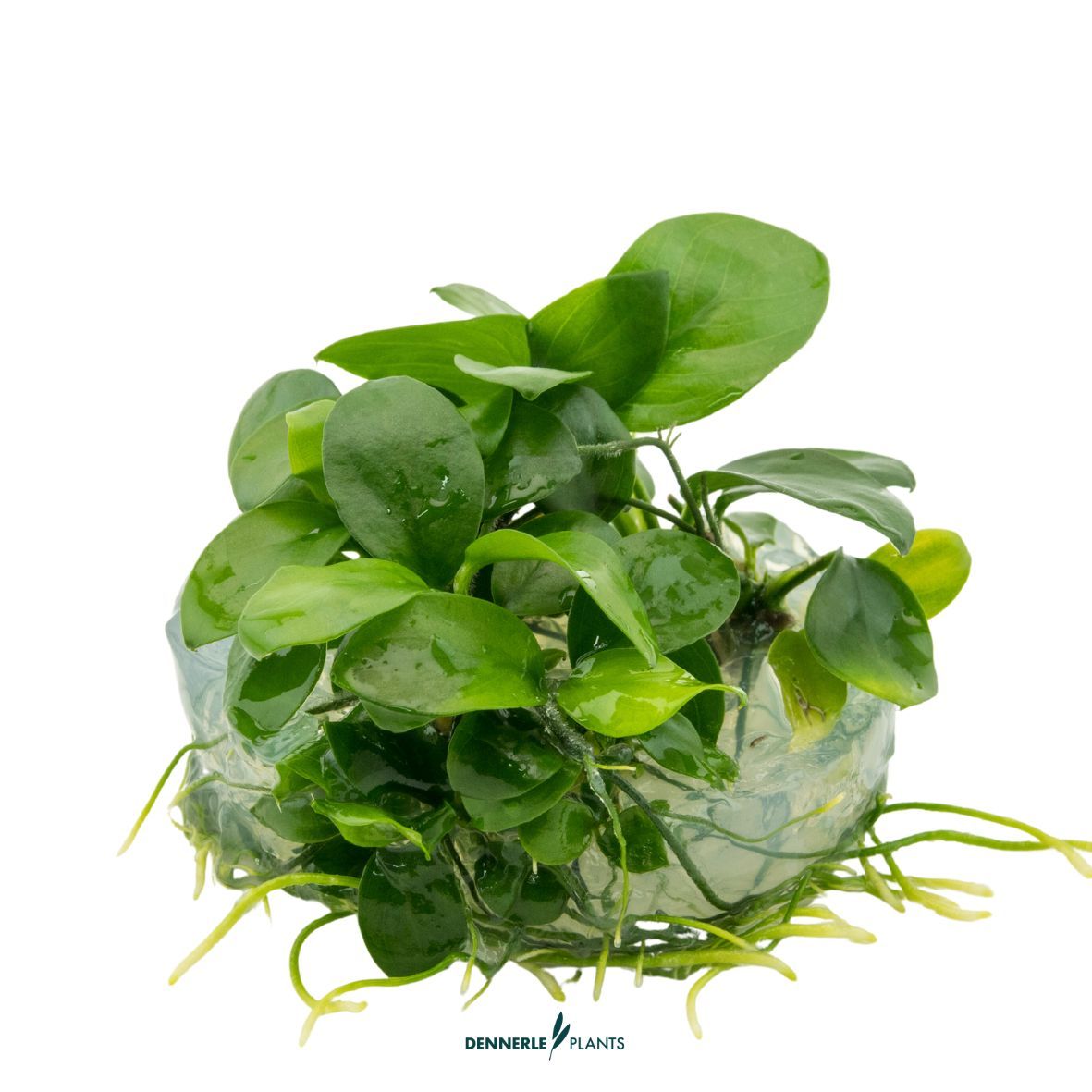 Anubias barteri nana in growth media