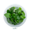 Top down view of Anubias barteri nana