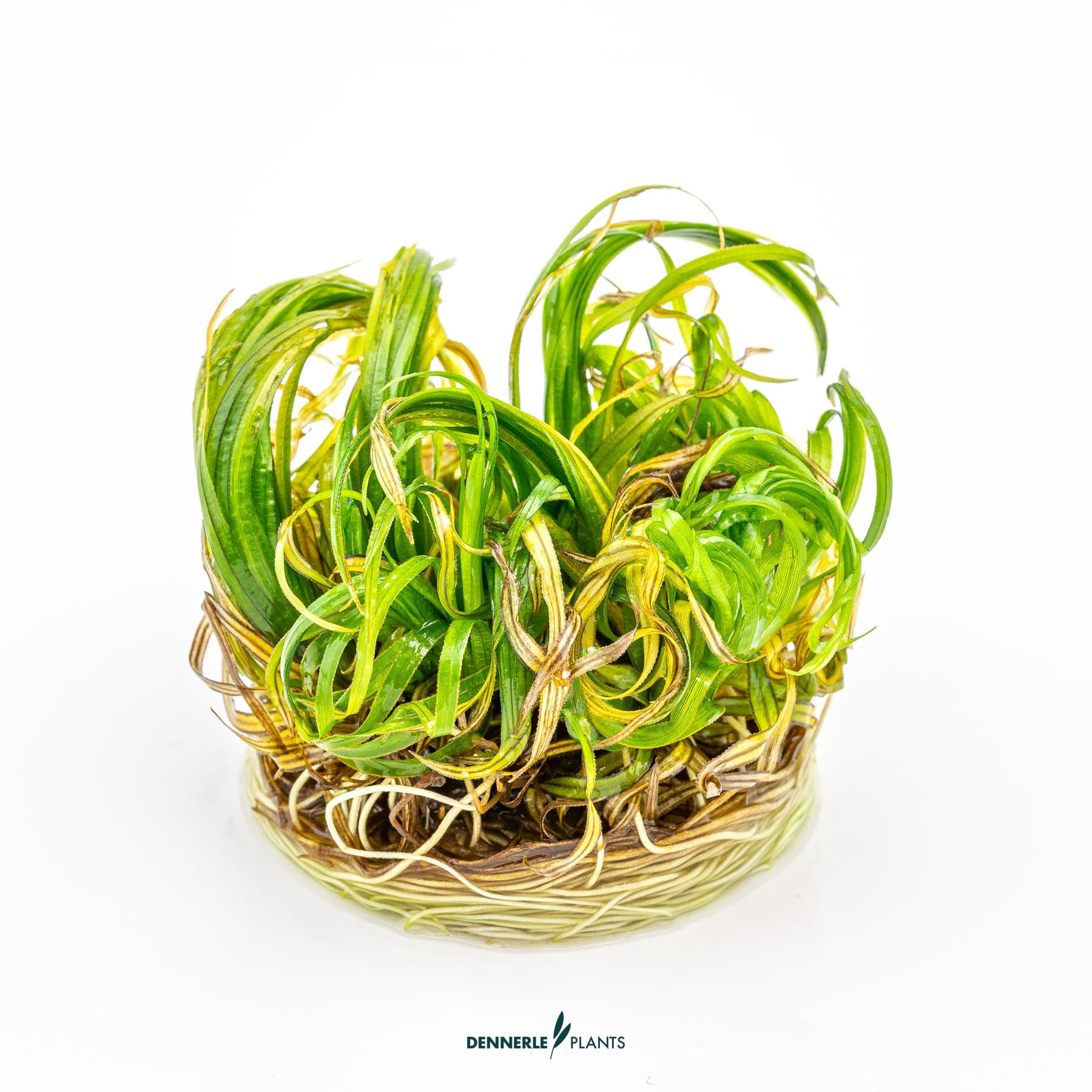 Blyxa japonica out of packaging