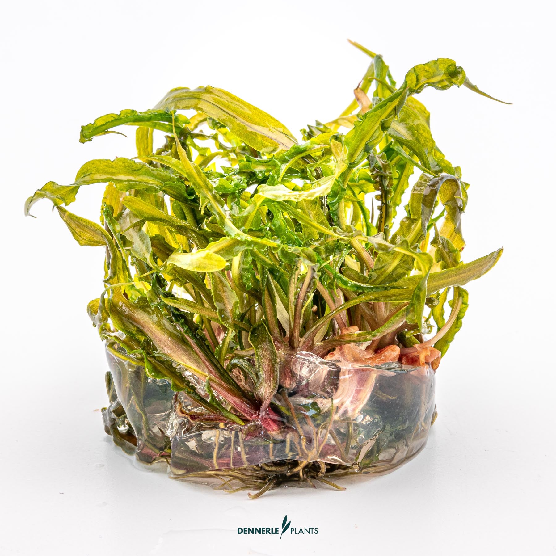 Cryptocoryne crispatula in growth media