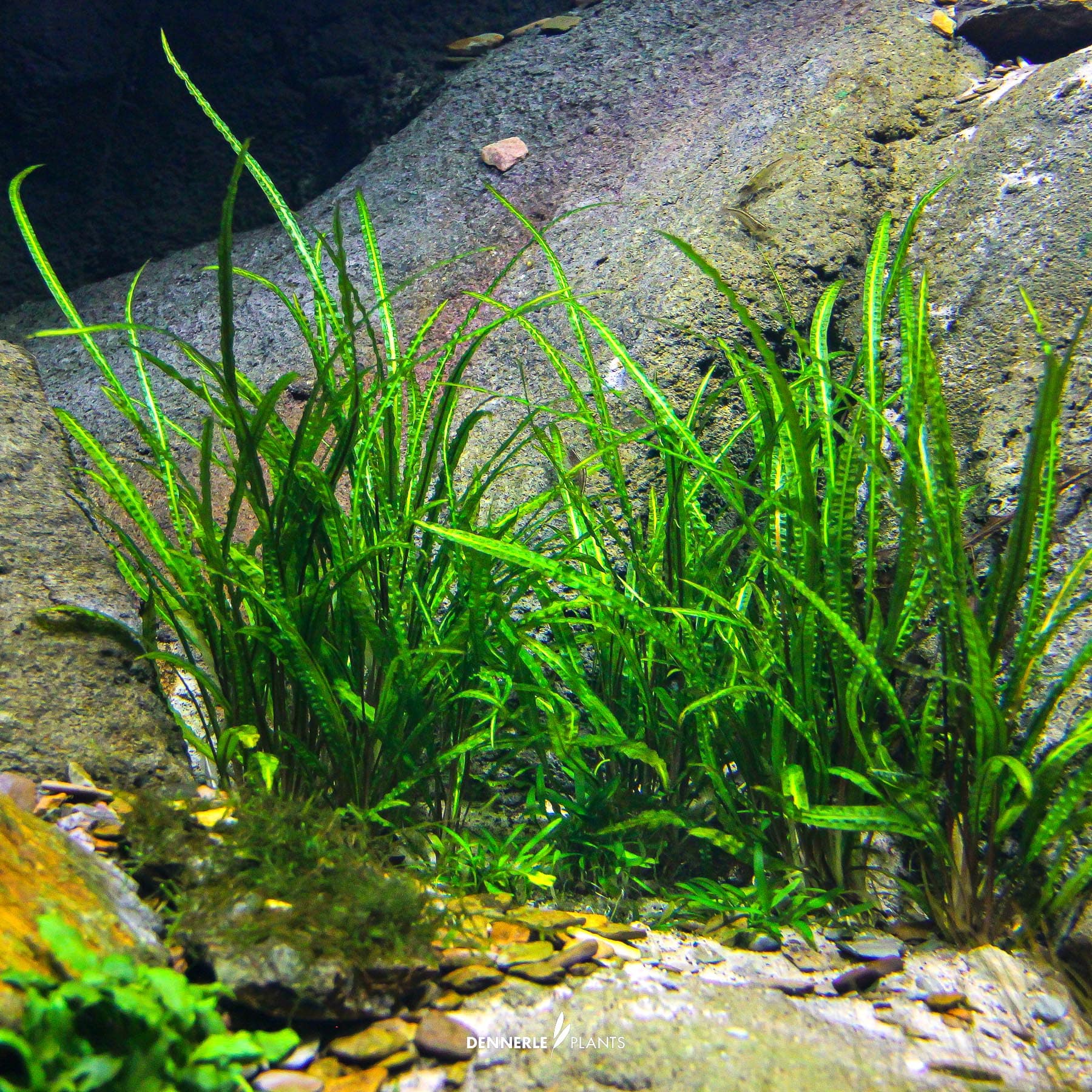Cryptocoryne crispatula under water