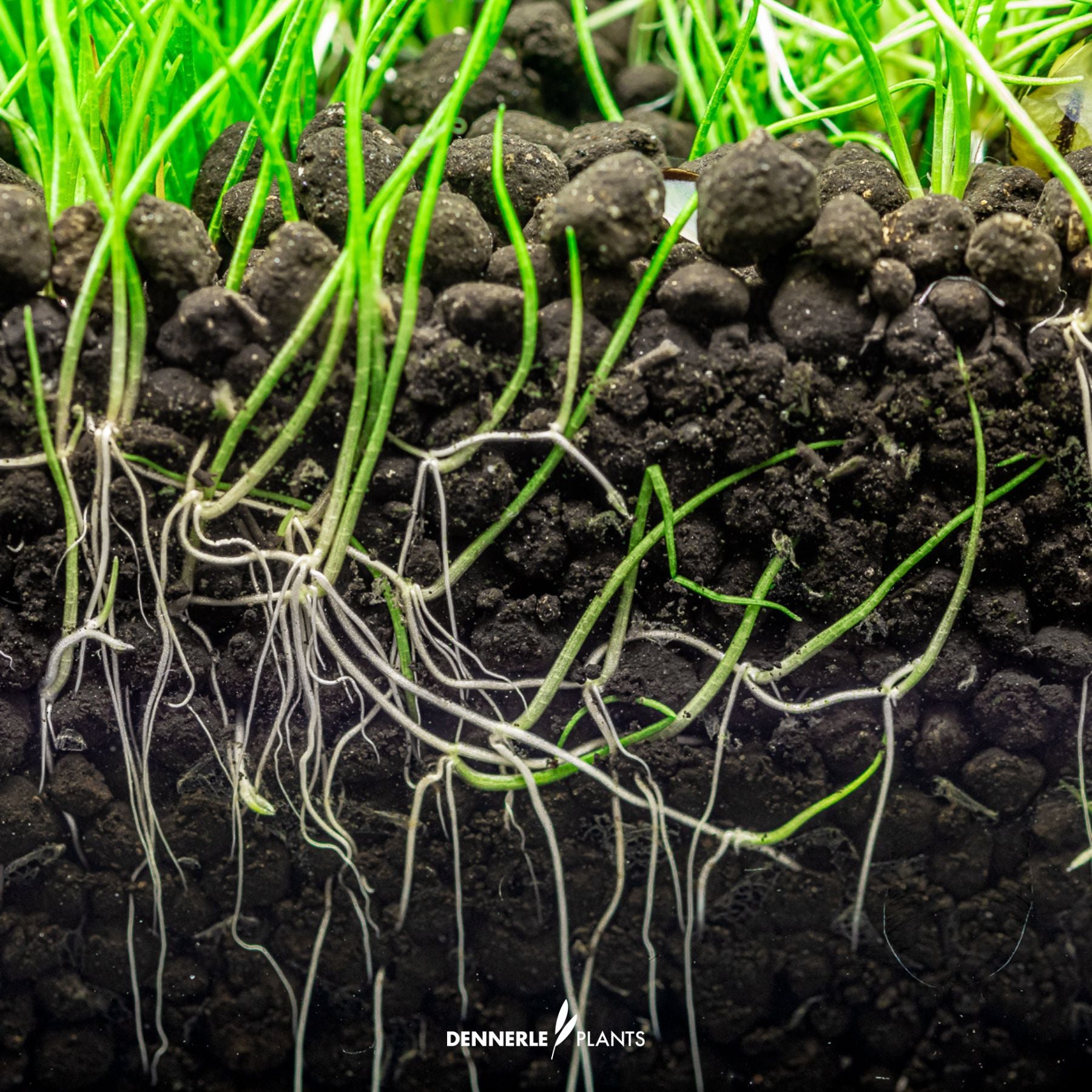 Strong root growth in Dennerle plants soil