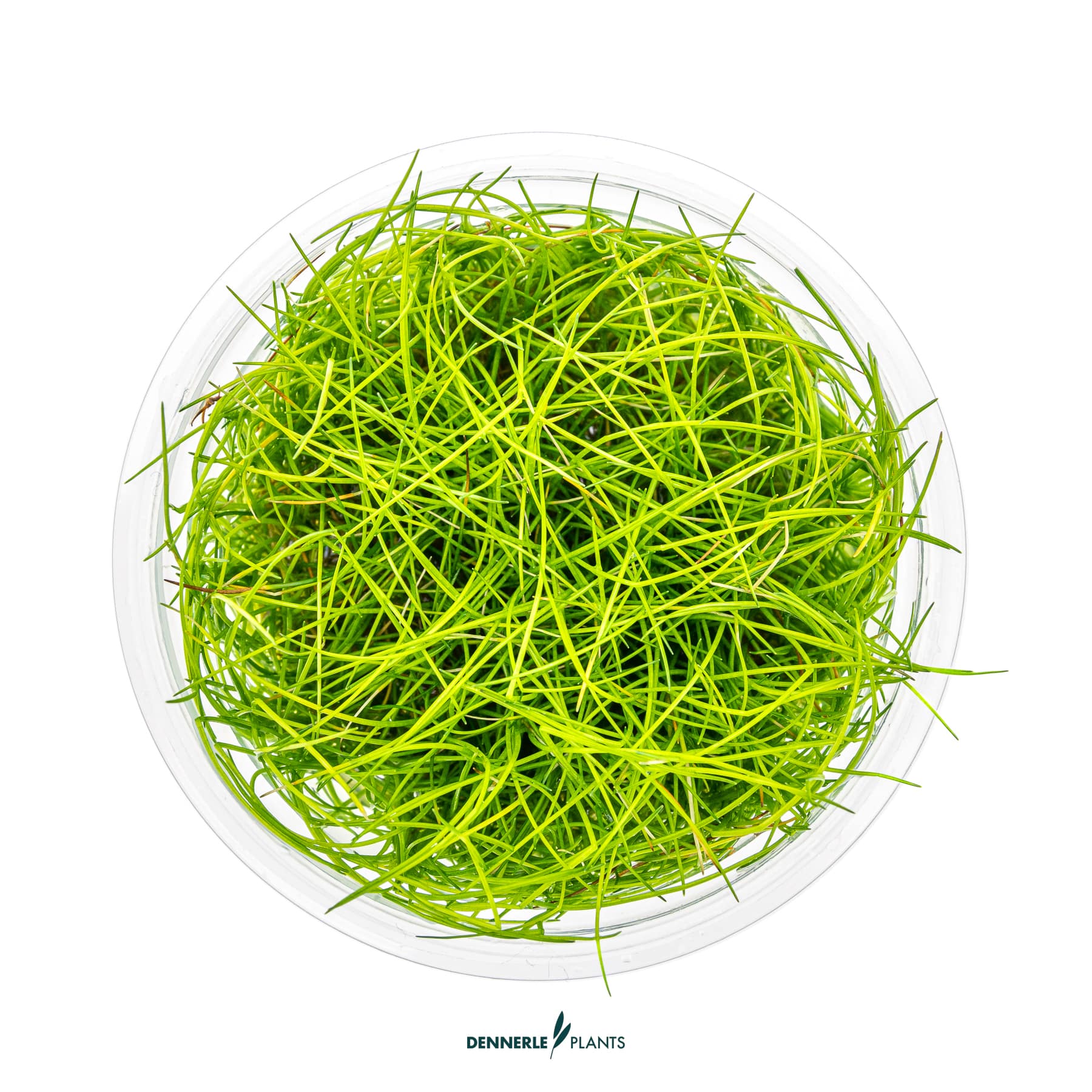 Top down view of Eleocharis Pusilla in cup