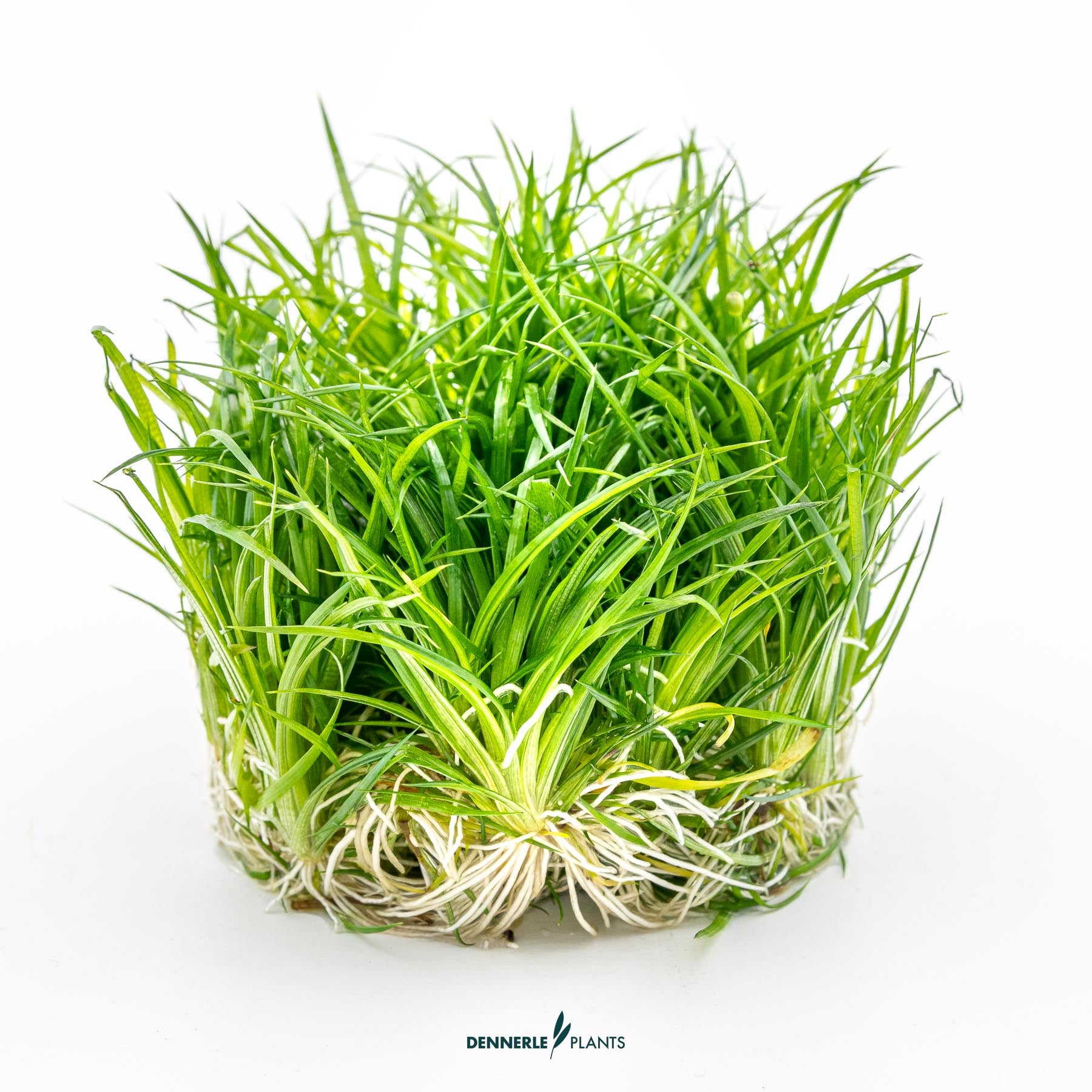 Eriocaulon cinereum out of packaging