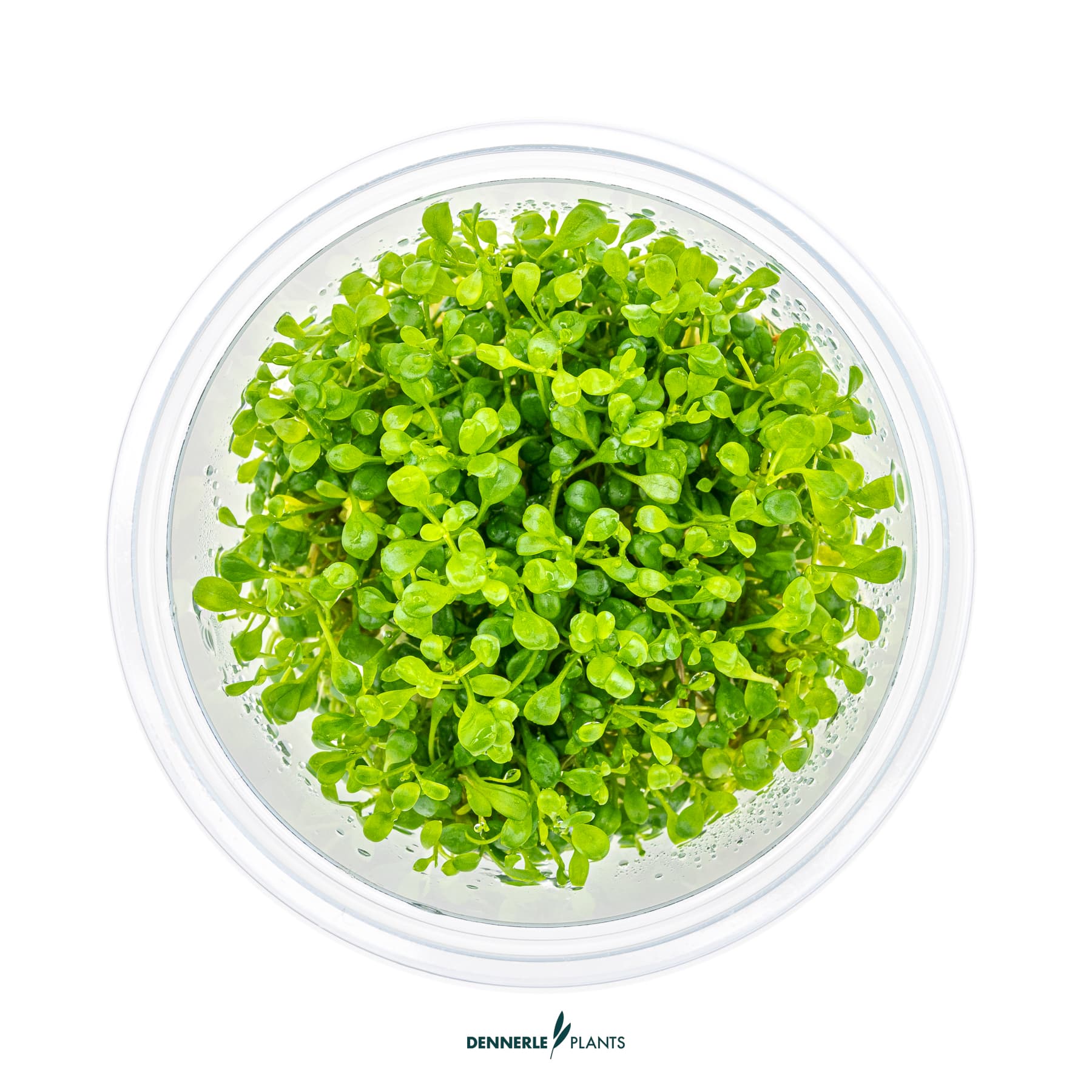 Top down view of Glossostigma elatinoides