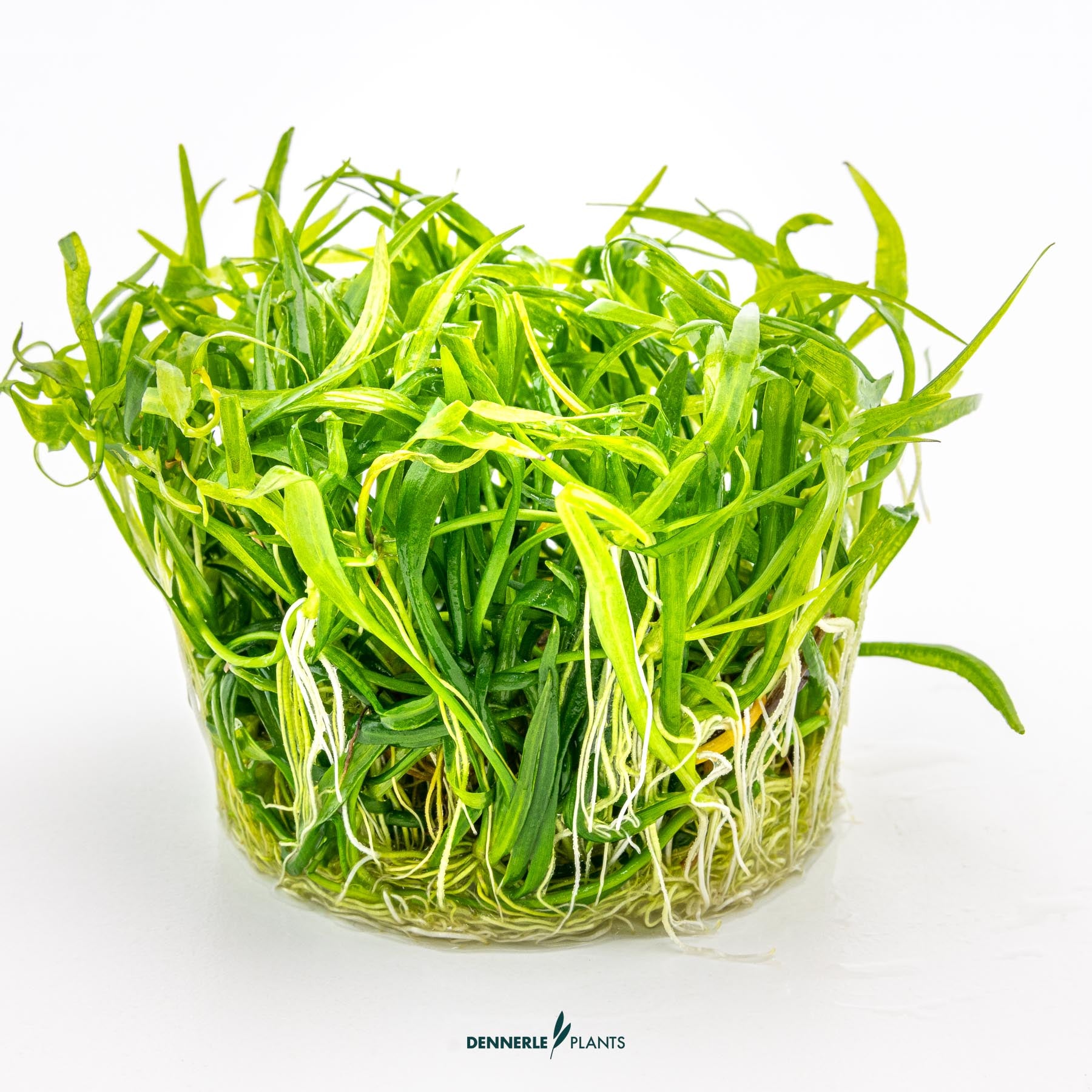 Helanthium tenellum 'Broad Leaf' out of packaging