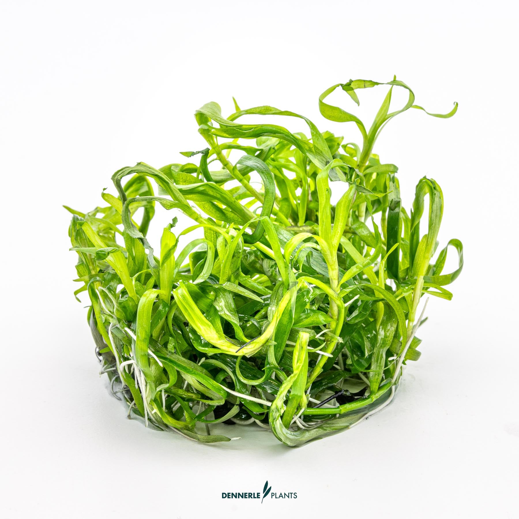 Heteranthera zosterifolia out of packaging