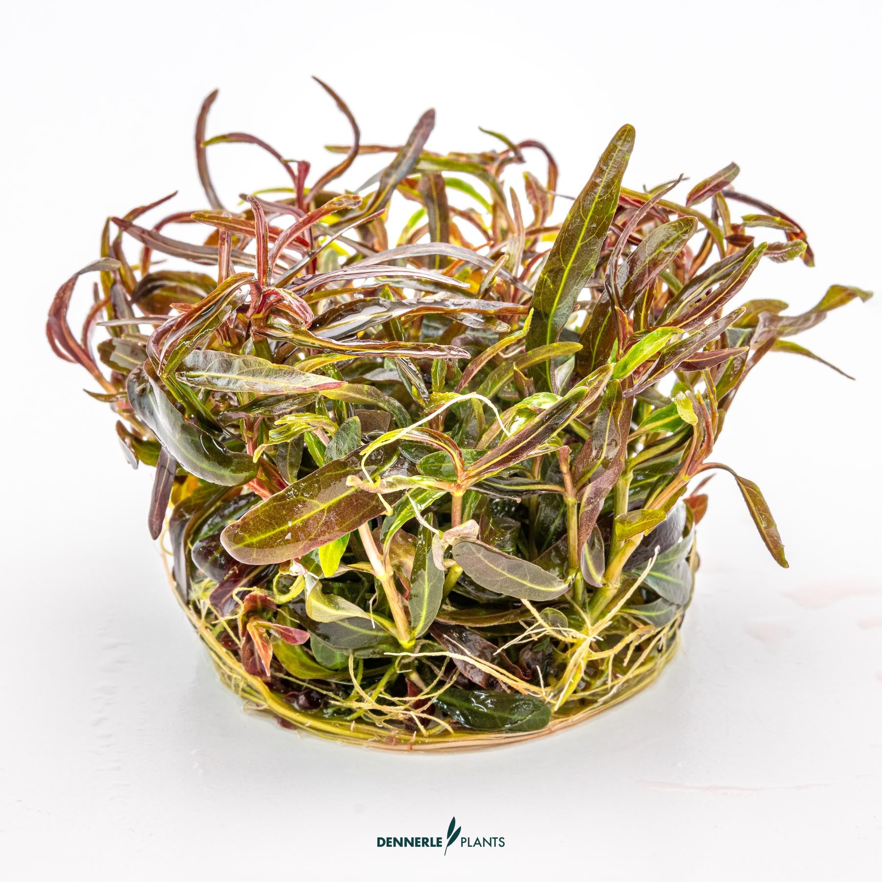 Hygrophila lancea 'Araguaia' out of packaging