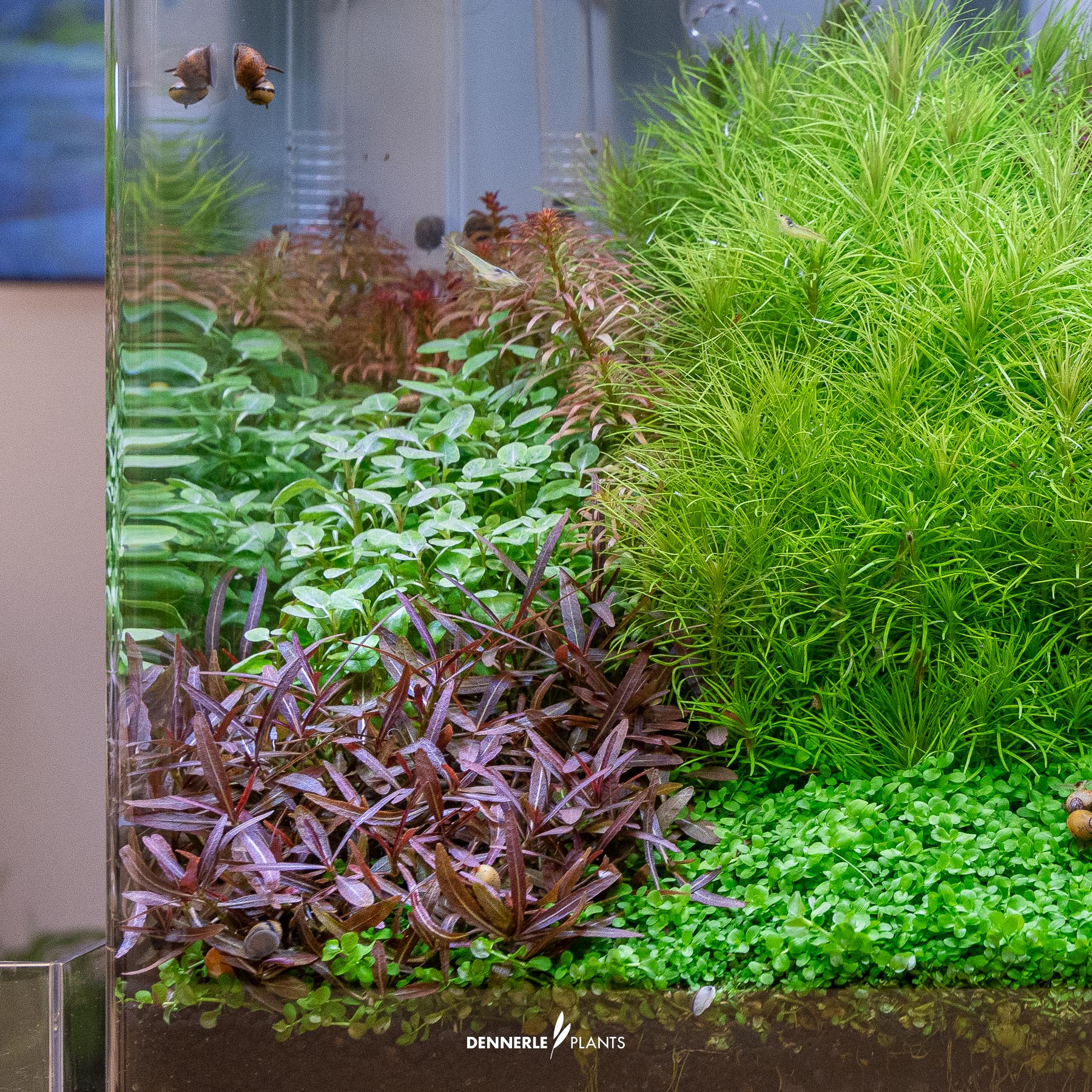 Hygrophila lancea 'Araguaia' under water