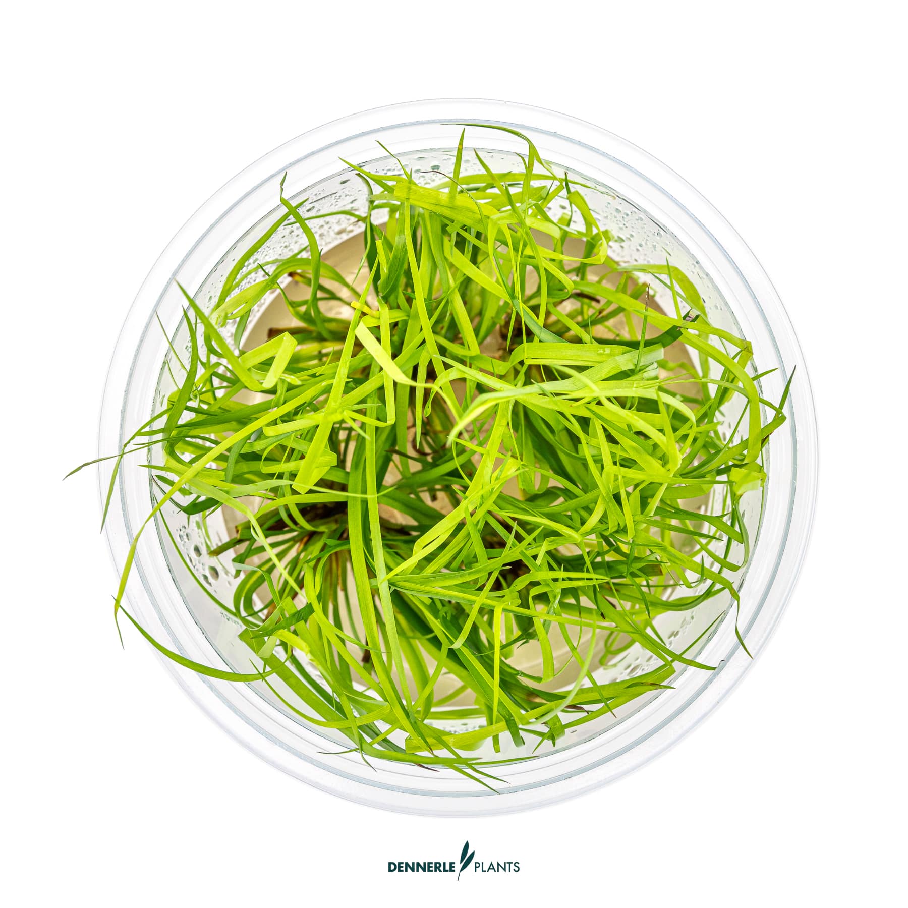 Top down view of Juncus Repens in cup