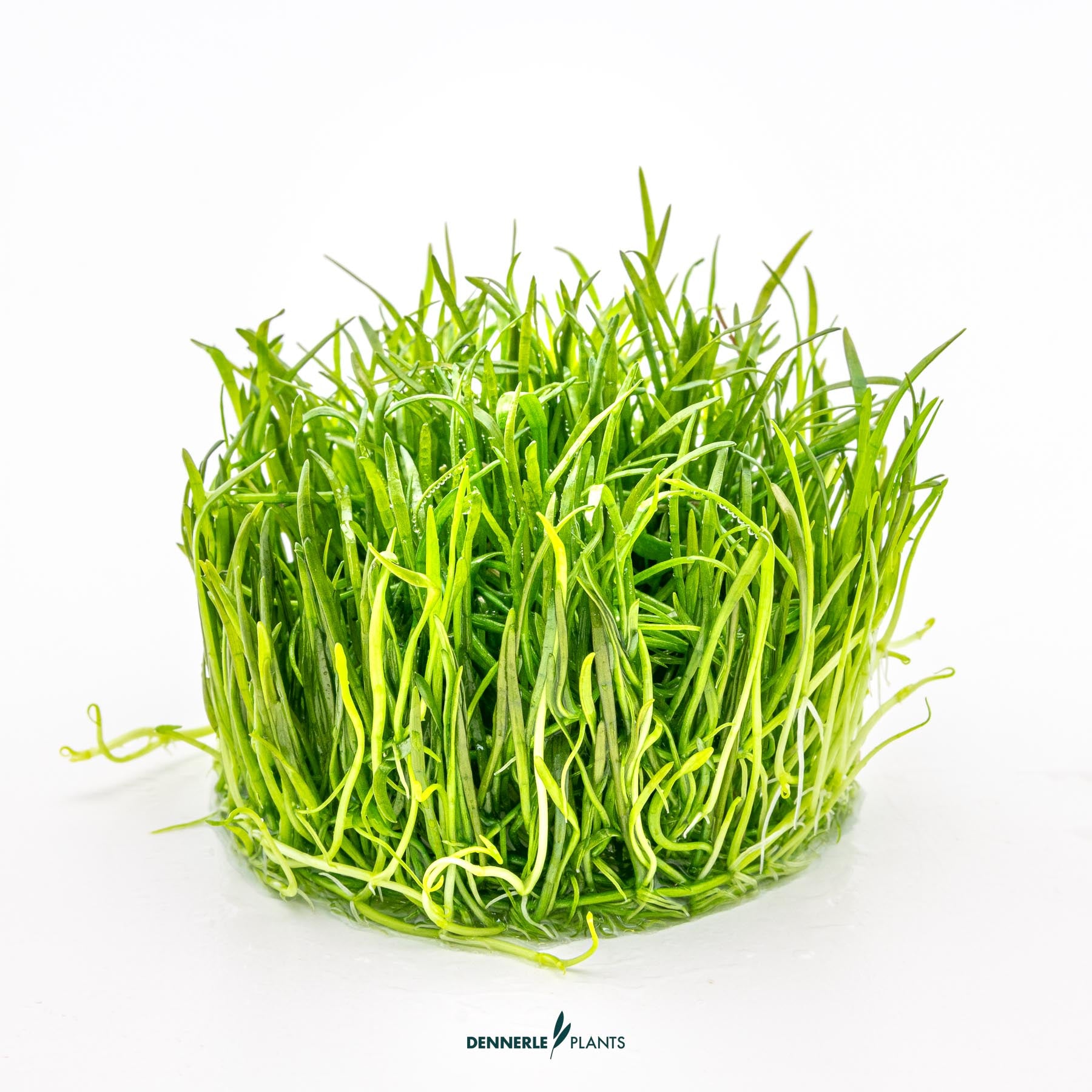 Lilaeopsis brasiliensis out of packaging